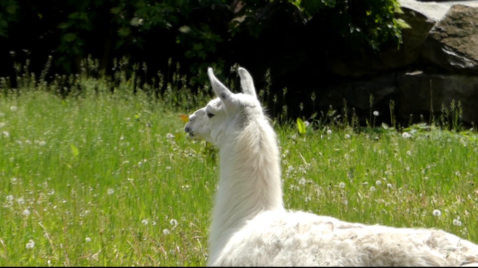 White Llama Lying on the Field and Resting. Stock Video Footage ...