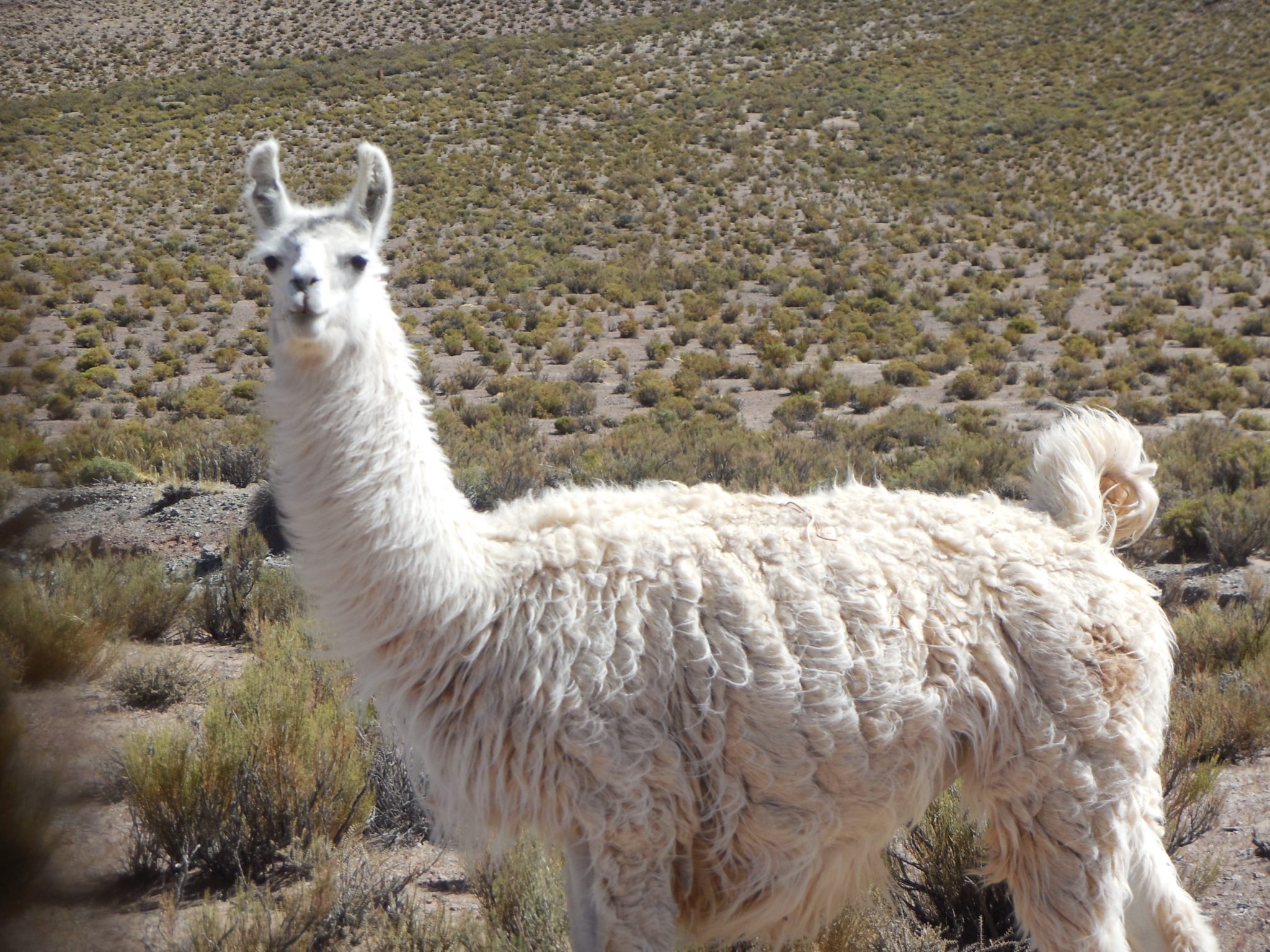 N. Argentina: Sheila's Favorite Llamas and Guanacos - Travels With ...