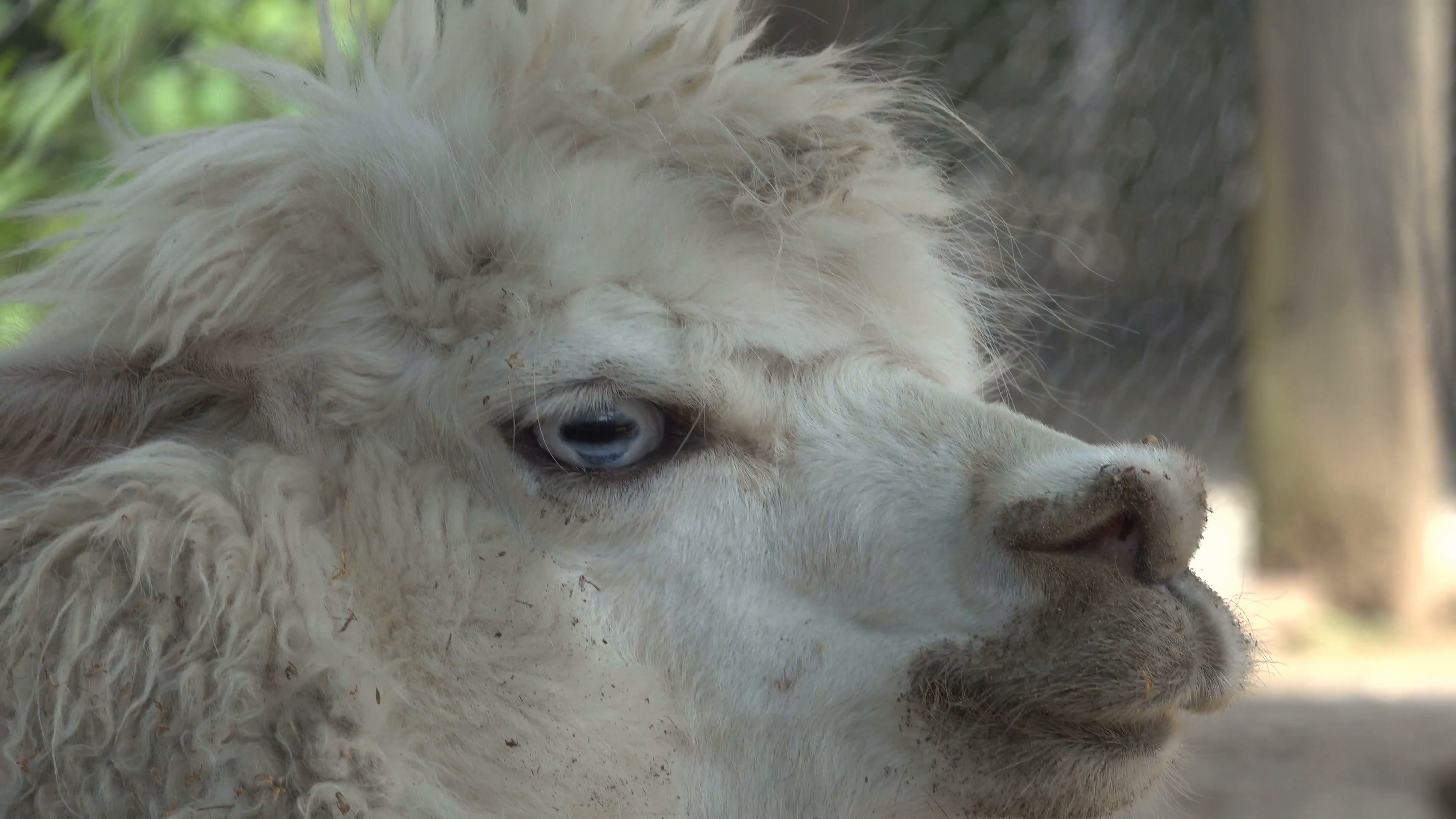 White Llama Close Up Stock Video Footage - VideoBlocks