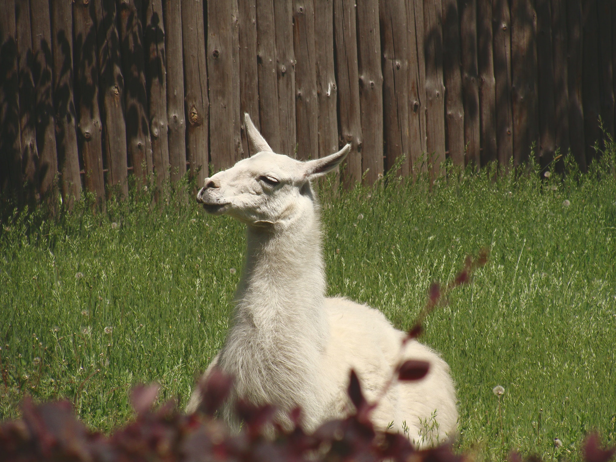 White llama lying on green grass under sunny sky during daytime photo
