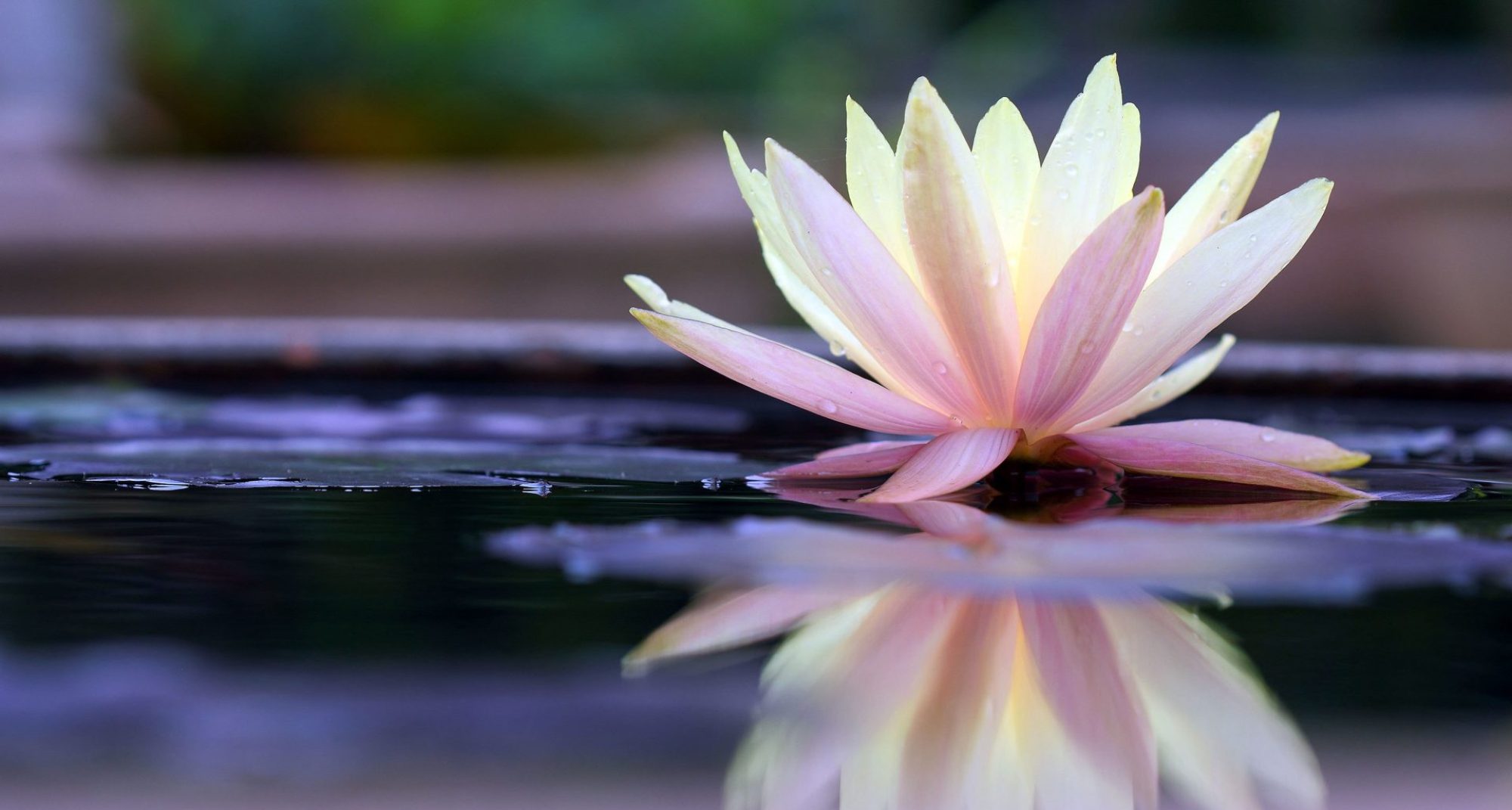 White Lotus Spiritual Healing