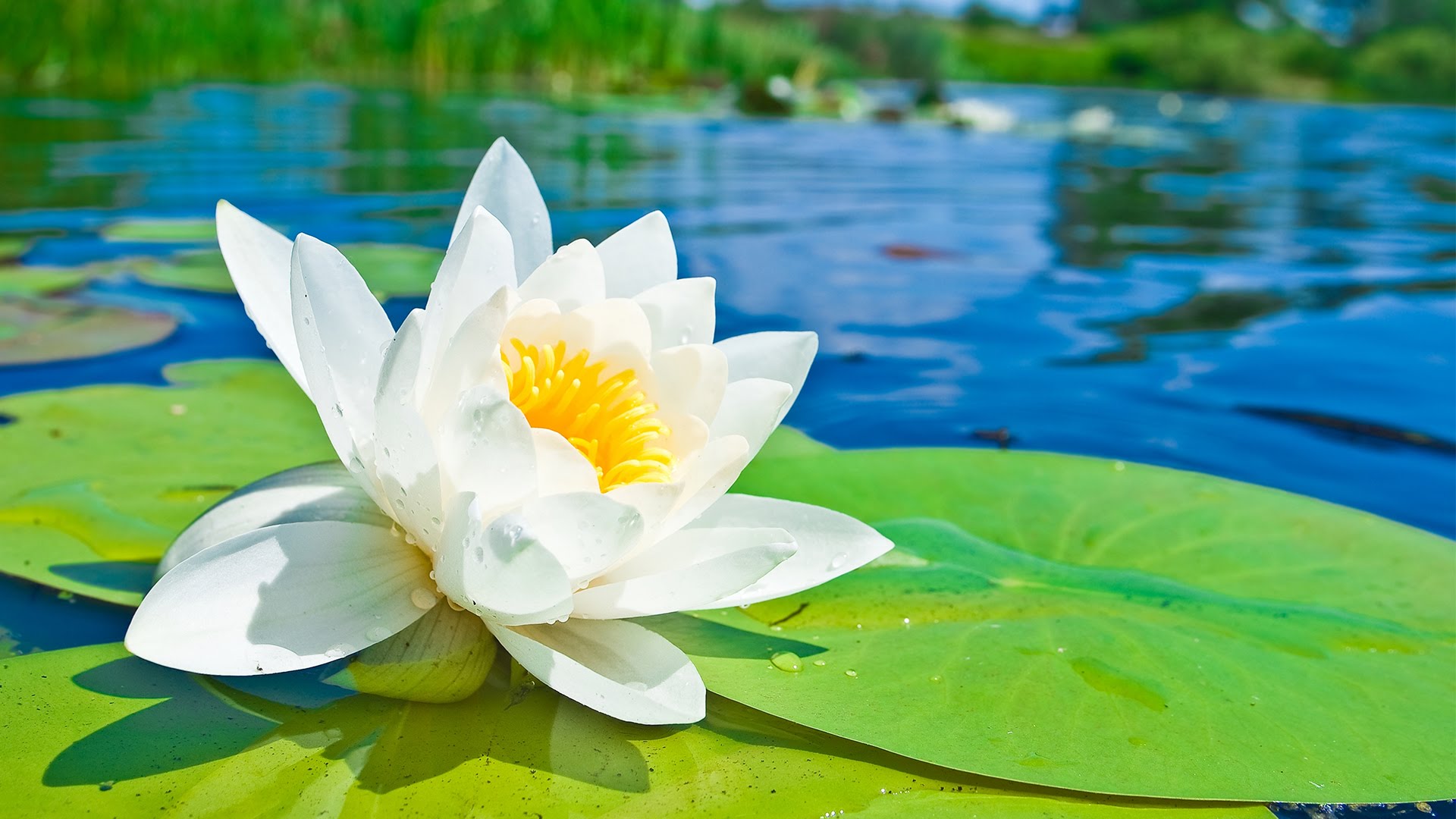4 HOURS of Relaxing Music - White Lotus - Background for Stress ...