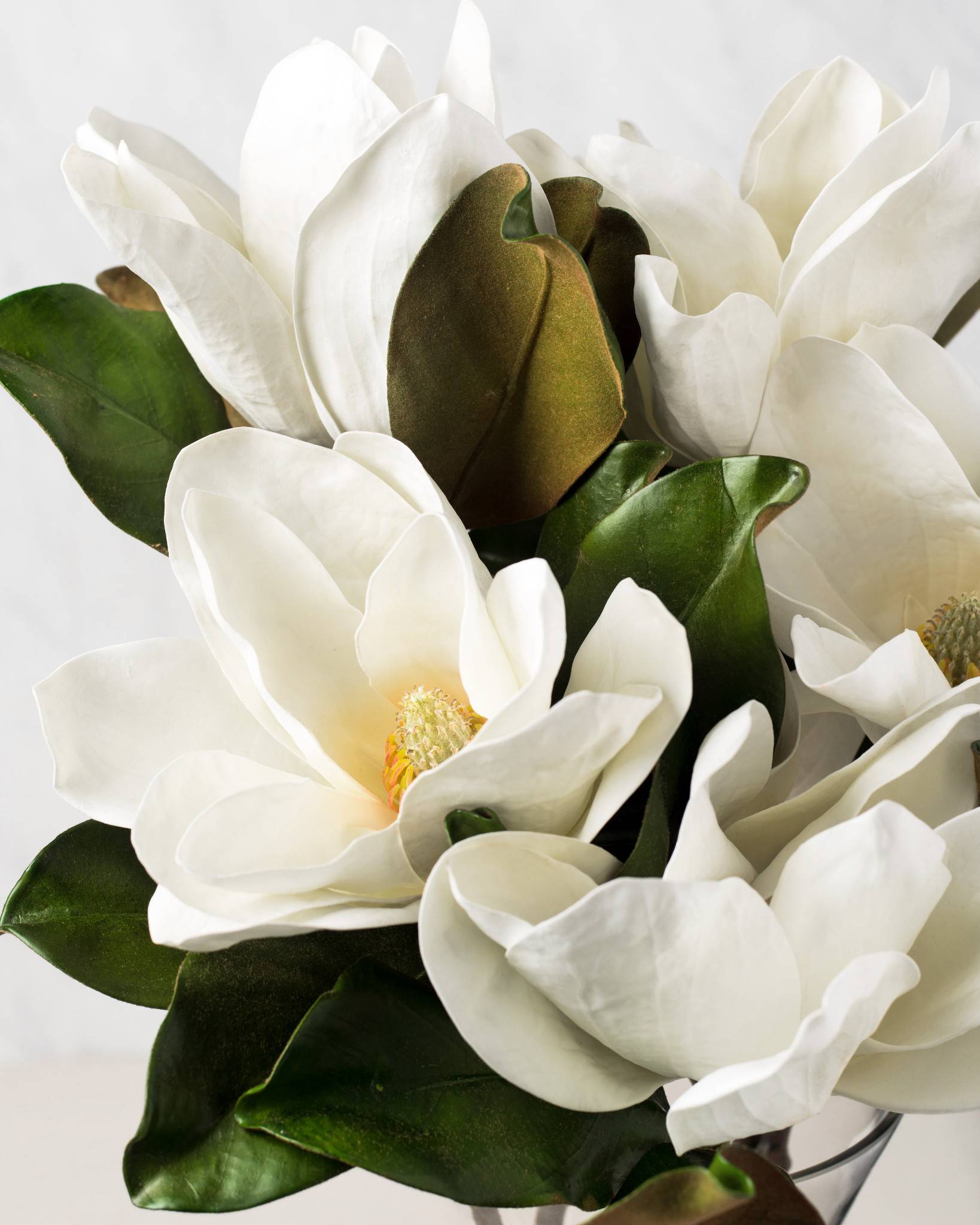 Free photo: White Magnolia - Blooming, Flower, Fragrance - Free ...