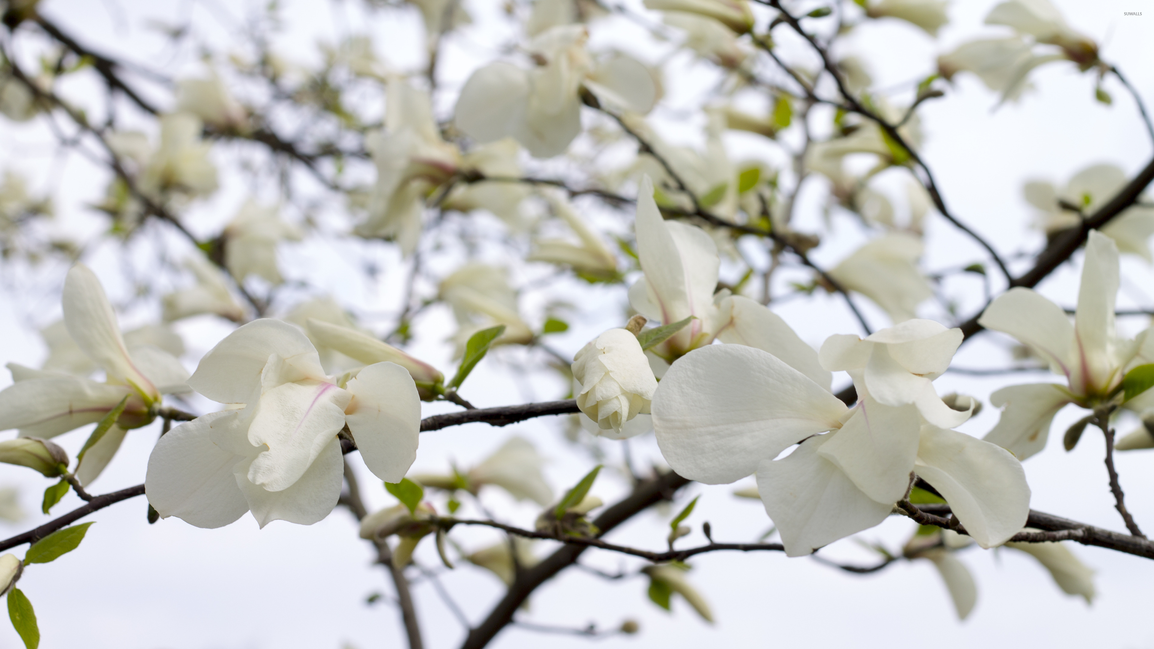 White magnolia blossoms wallpaper - Flower wallpapers - #42085