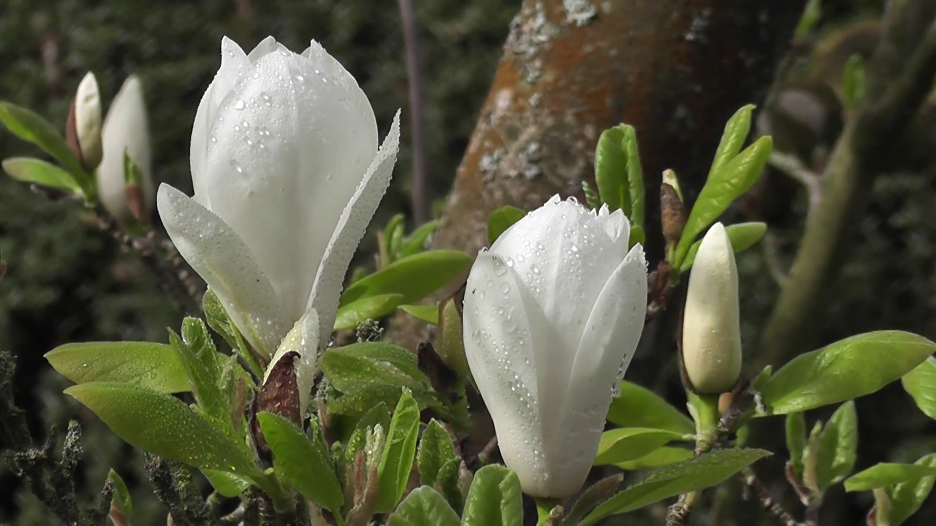 Rain Soaked Pure White Magnolia Tree Spring Flowers Stock Video ...