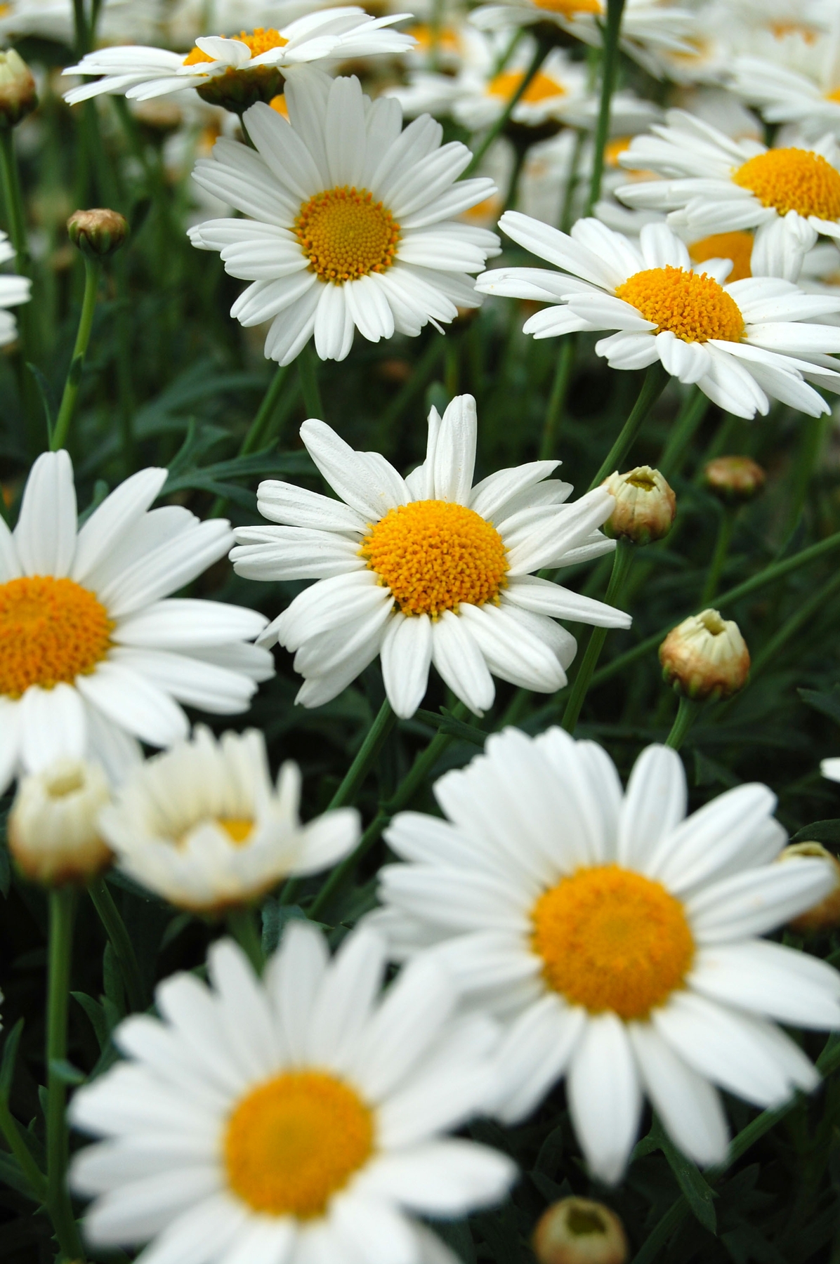 Argyranthemum frutescens 'Sassy® Compact White' | Sassy® Compact ...