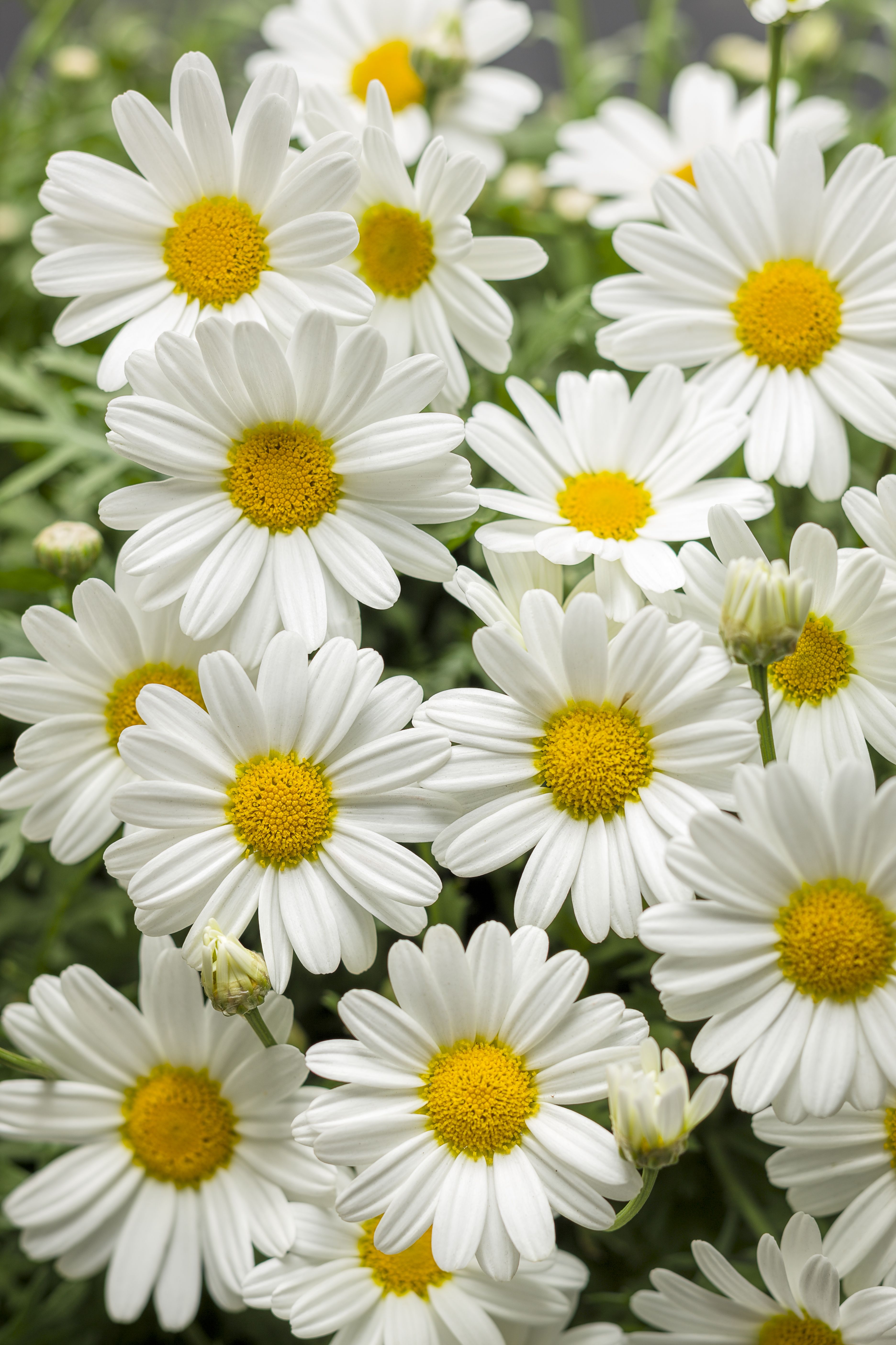 Pure White Butterfly™ - Marguerite Daisy - Argyranthemum frutescens ...