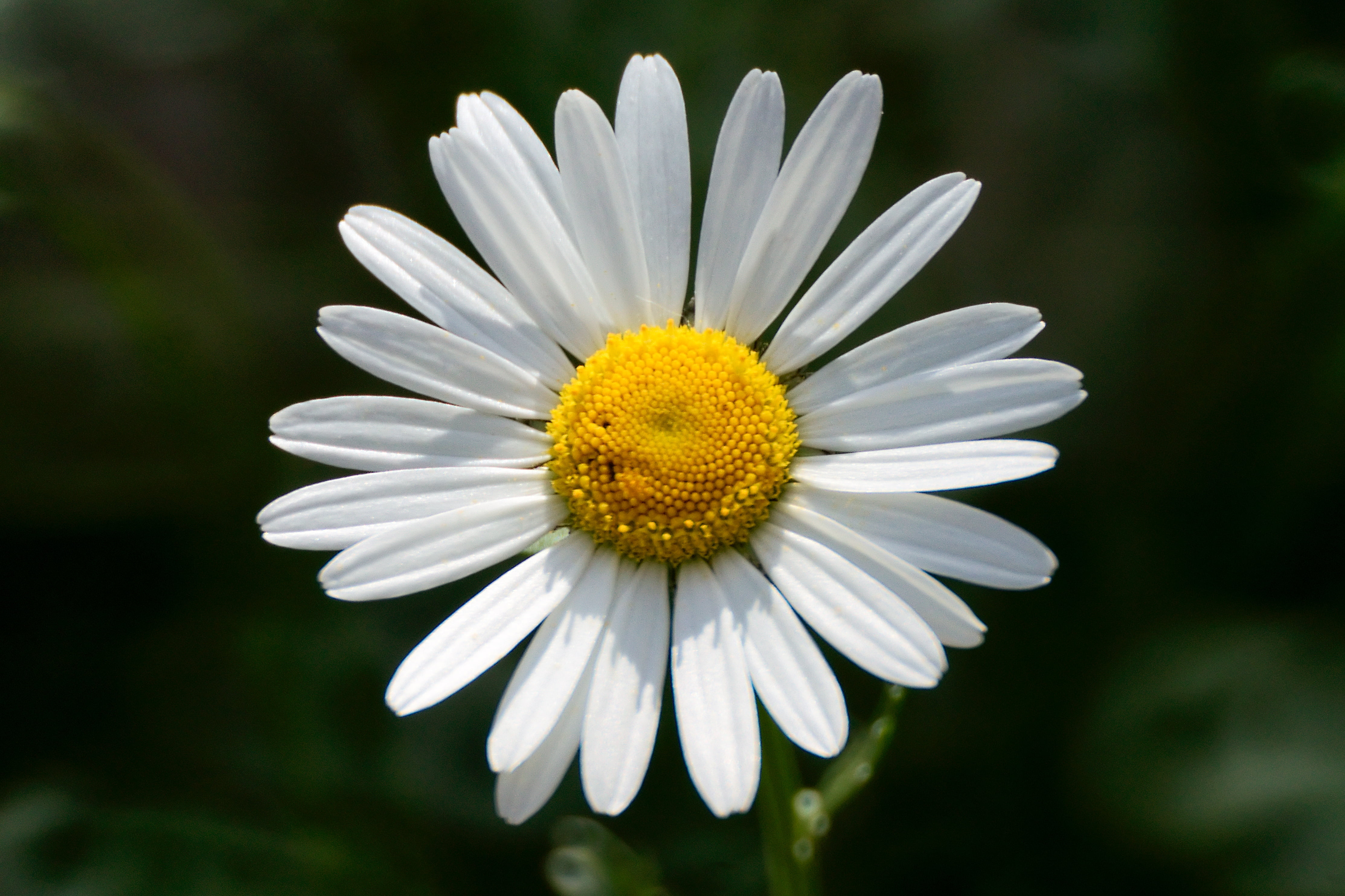 Selective photography of white Daisy flower, marguerite HD wallpaper ...
