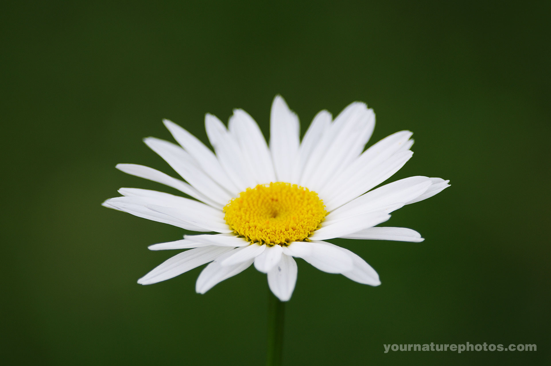 white margarita flower green background | Yournaturephotos.com HD ...