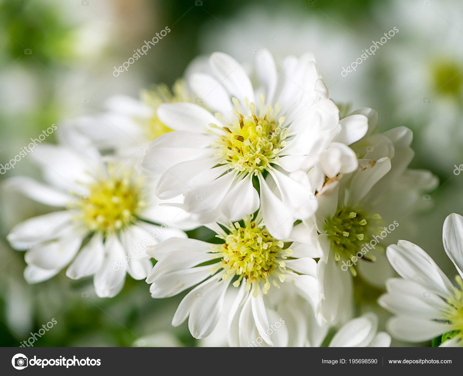 Close up of White Marguerite flower. — Stock Photo © Noppharat_th ...