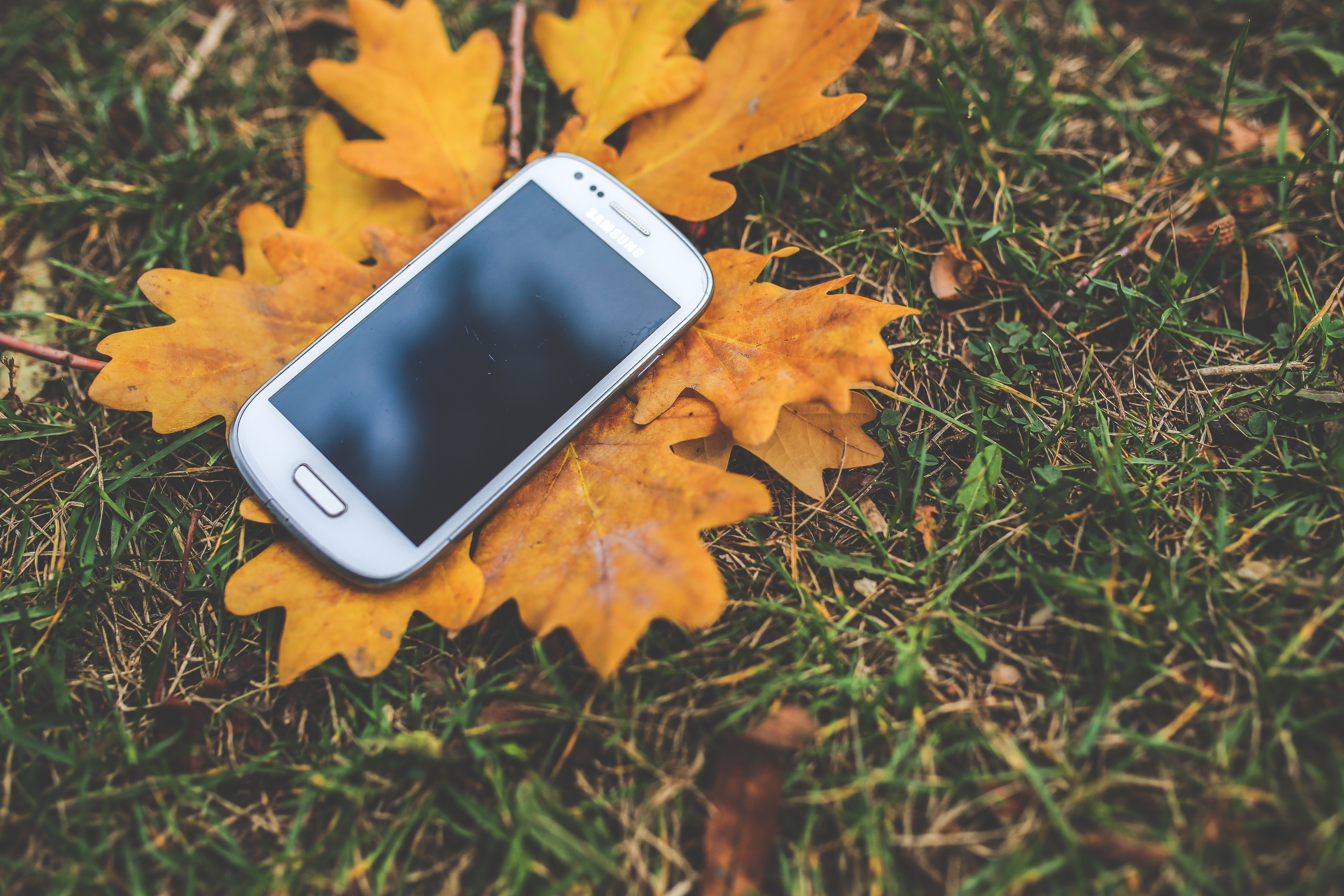 White mobile on the autumn leaves photo