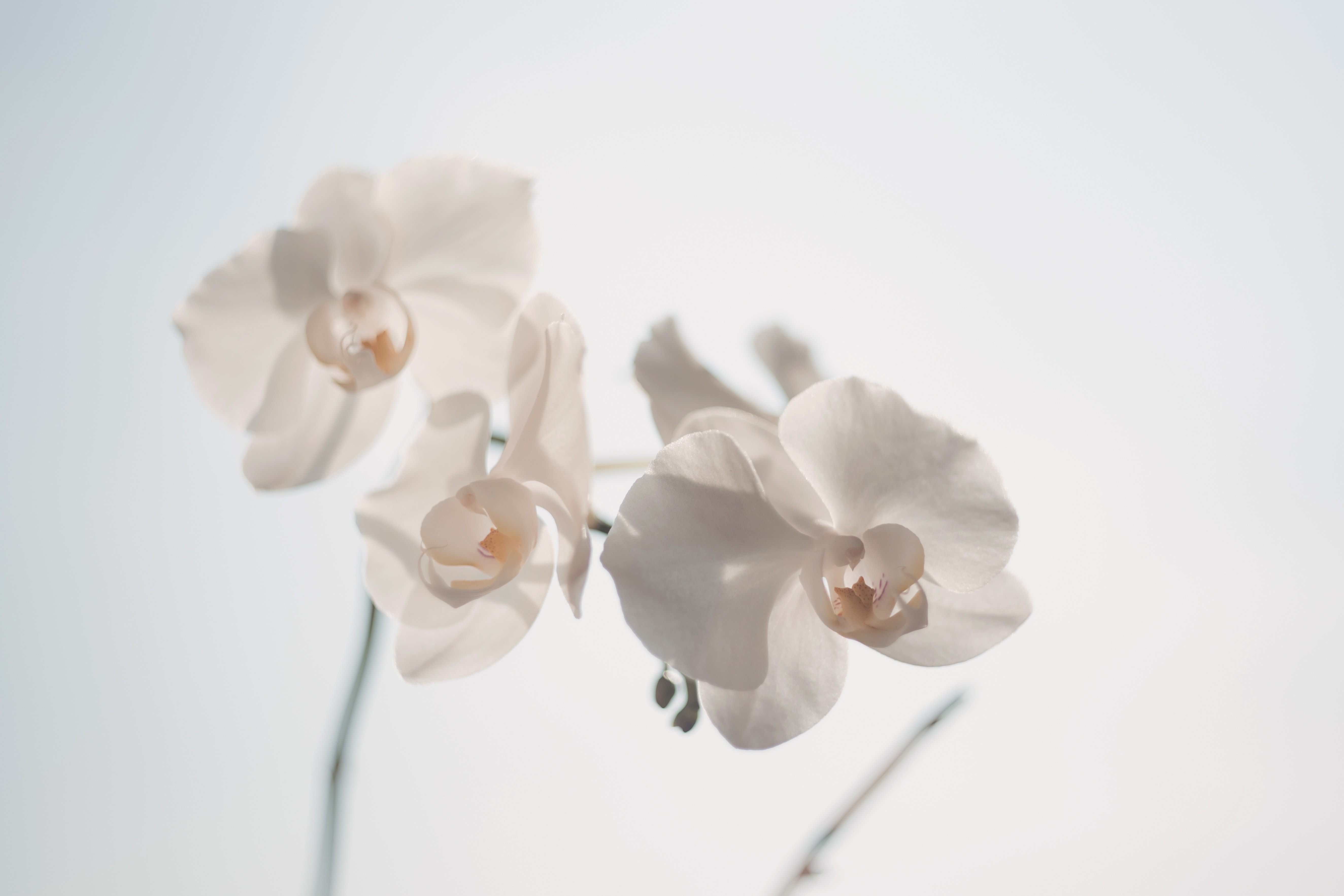 White moth orchid photo