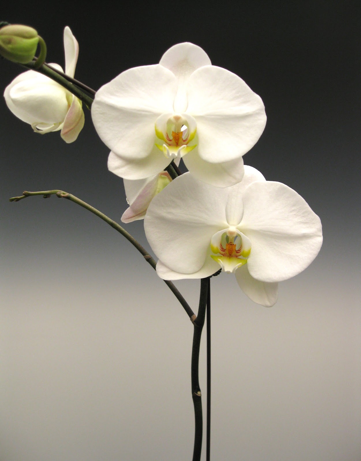 White orchid flower photo