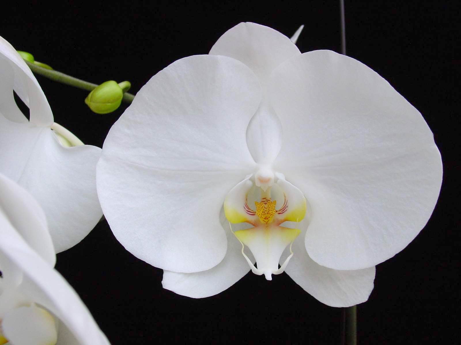 Phalaenopsis Orchid | The Tony Brewer & Co. Blog