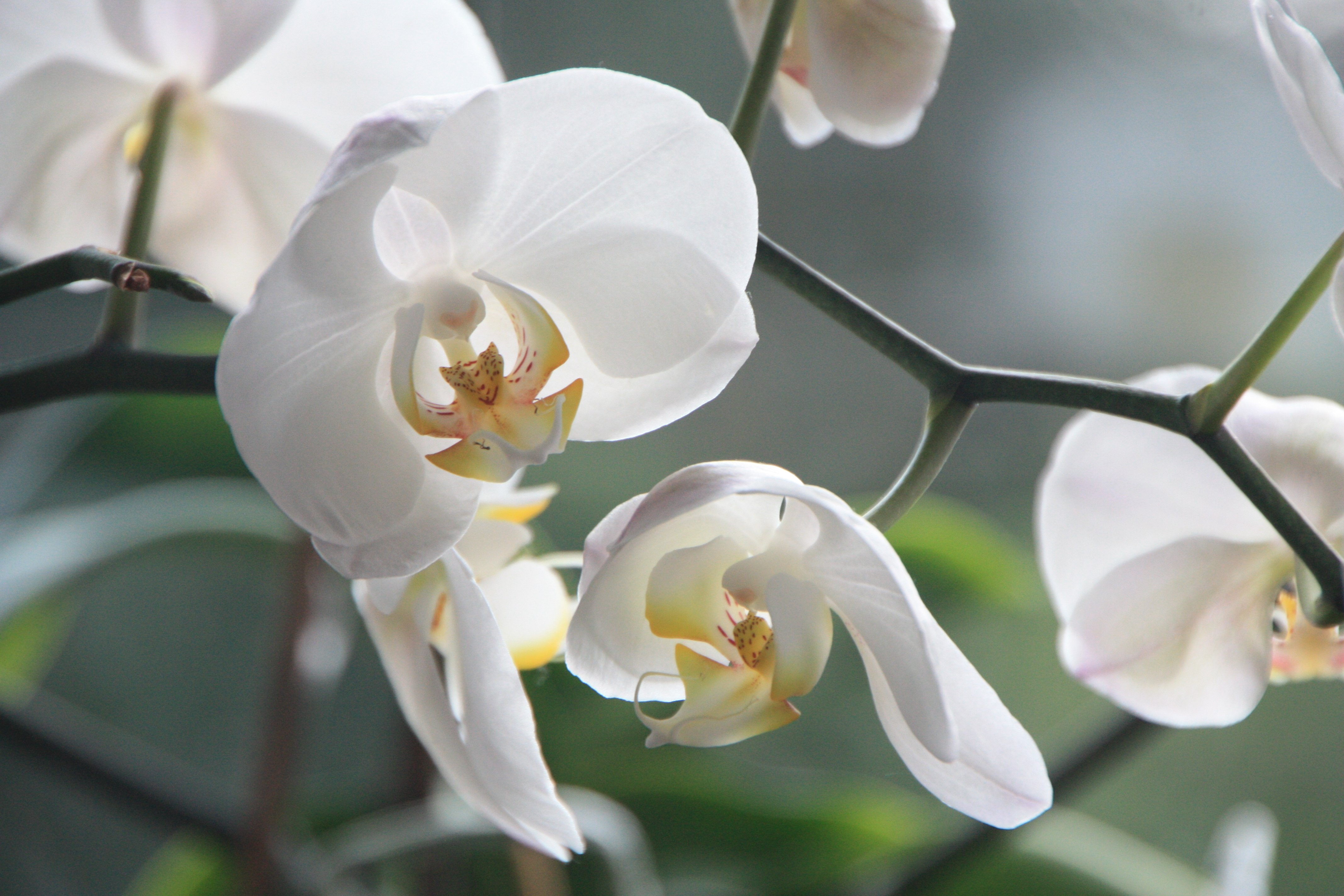White moth orchids photo