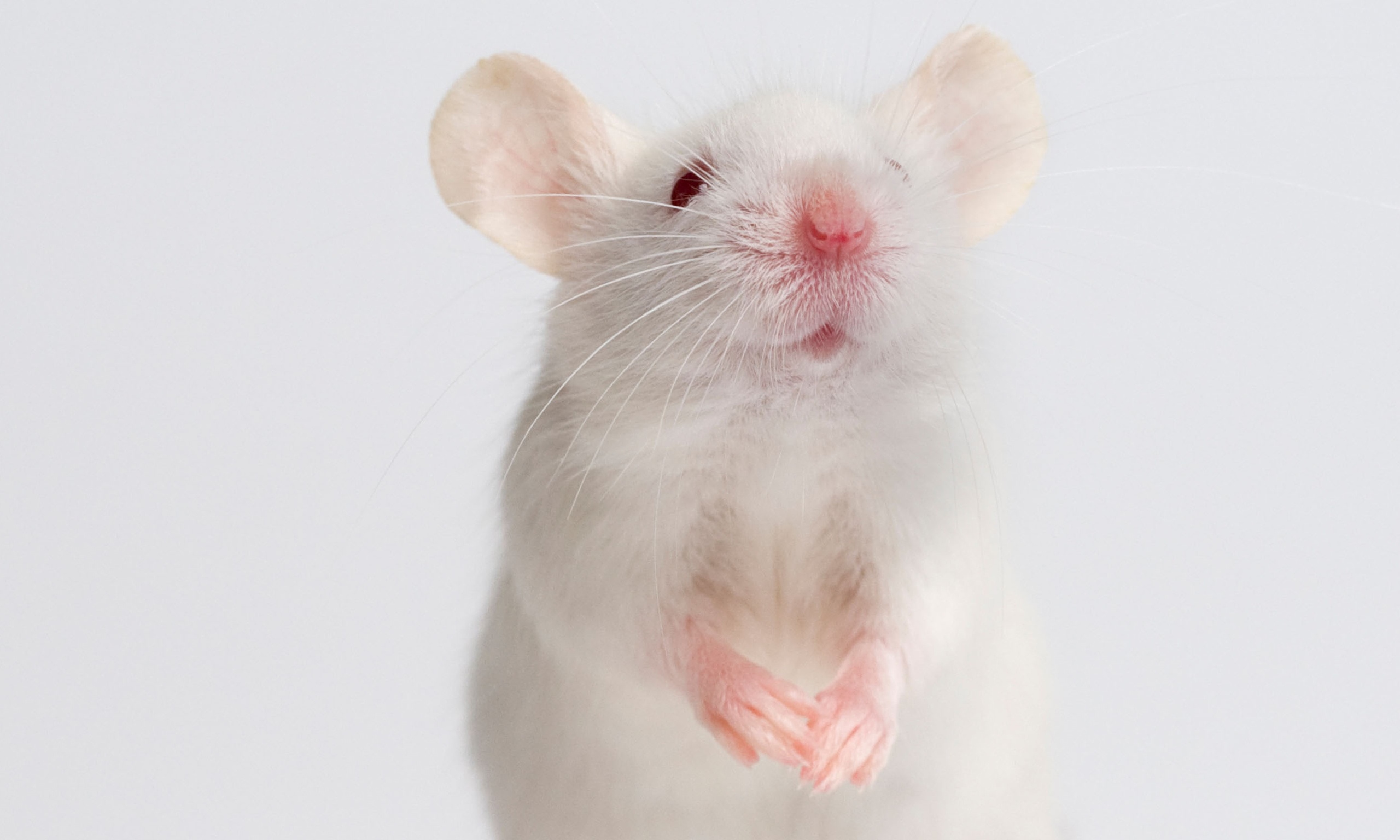 white mouse - Google Search | VRI Mice | Pinterest | Mice and ...