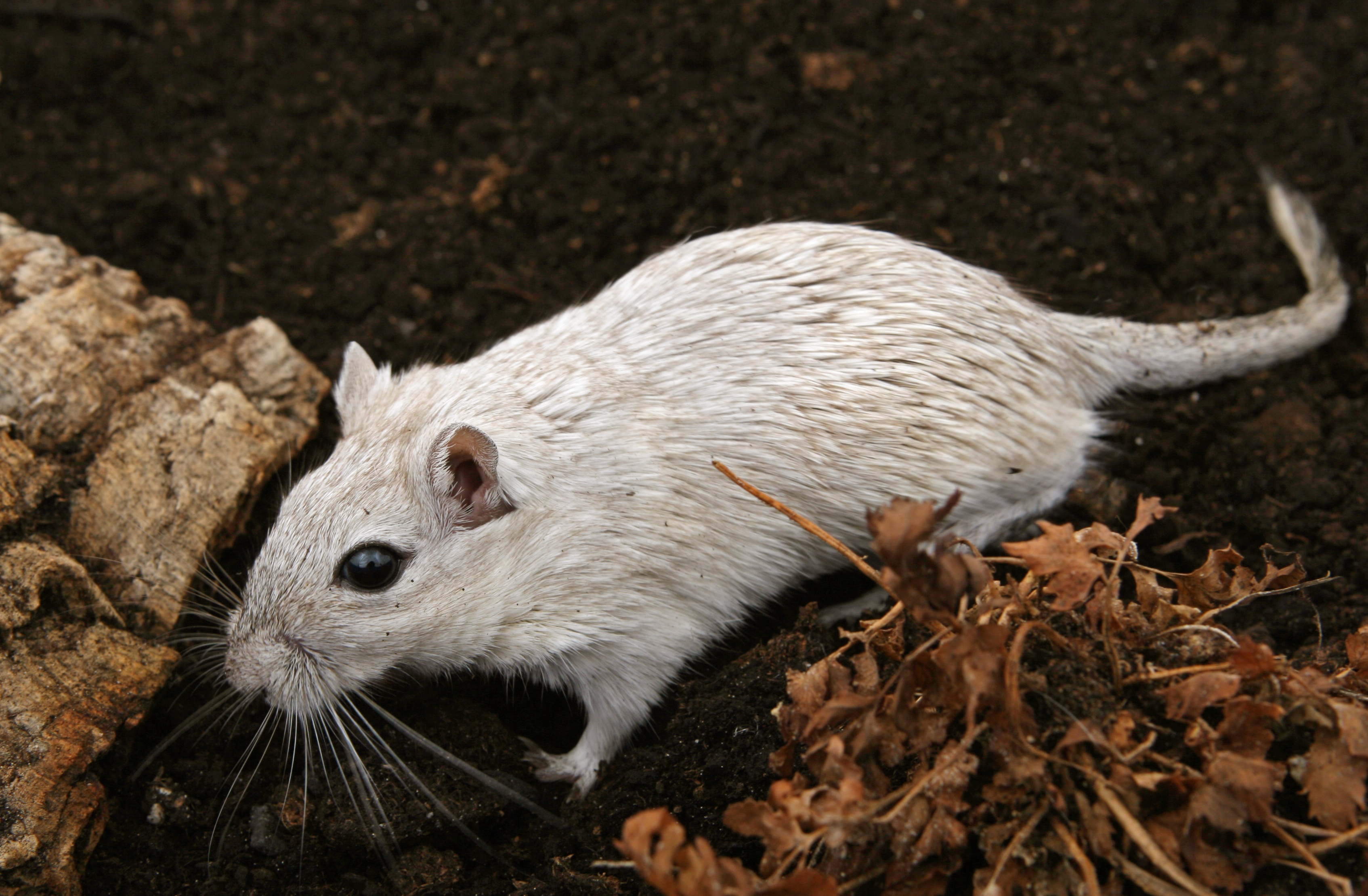 White Mouse, Animal, Fast, Mice, Mouse, HQ Photo