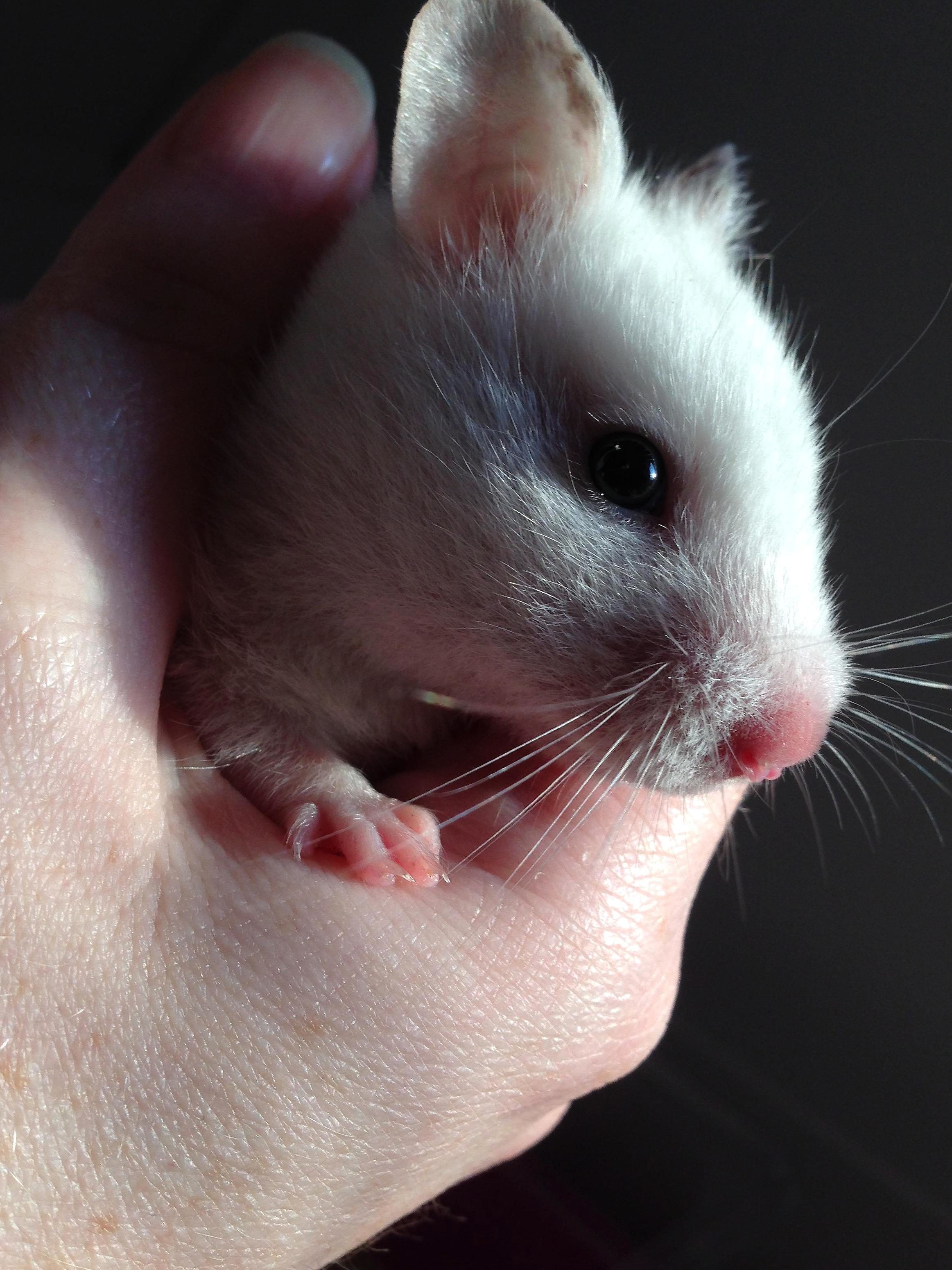 Free picture: animal, white mouse, wildlife, fauna, hamster, hand