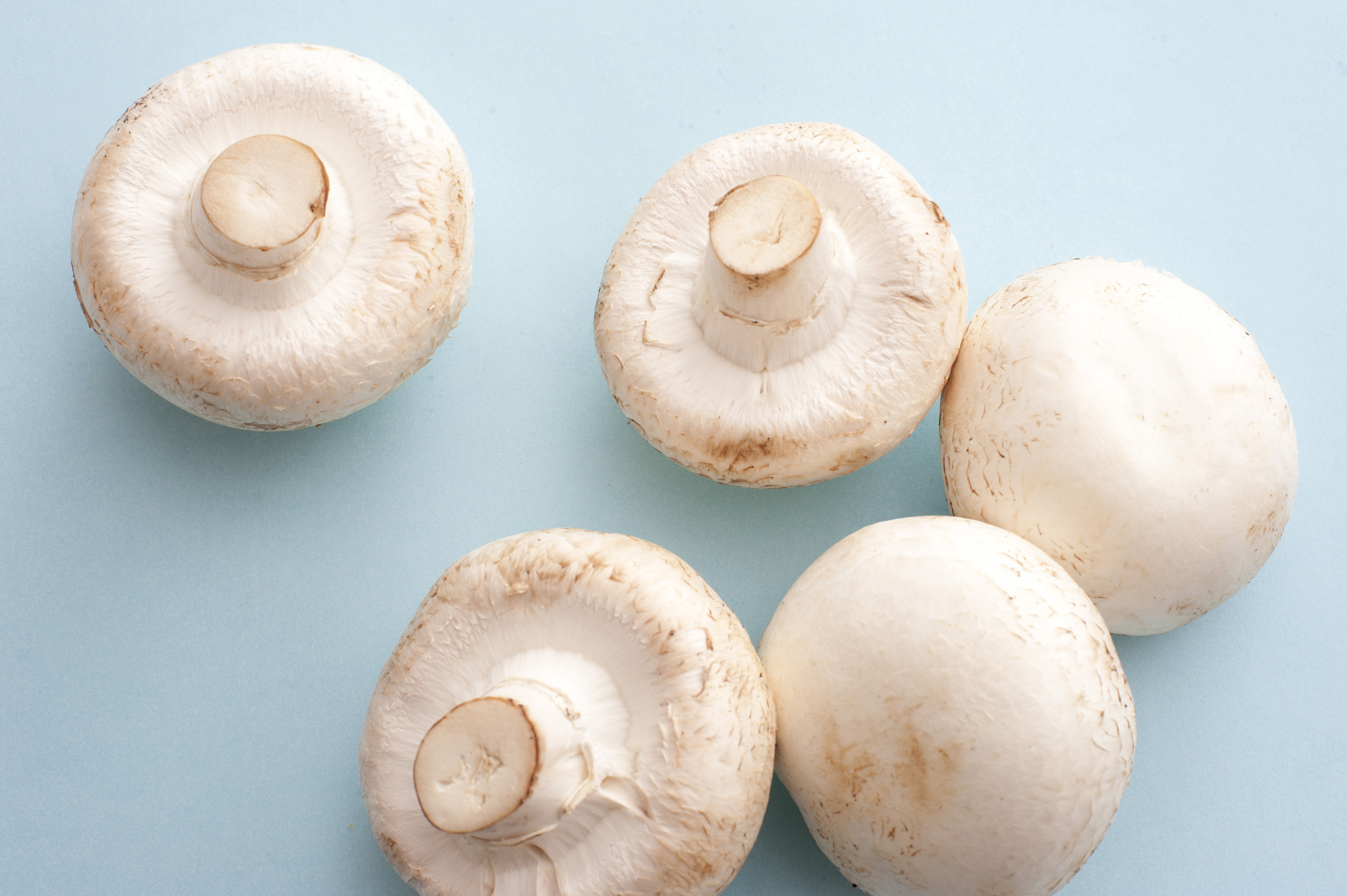 Five white cup mushrooms - Free Stock Image
