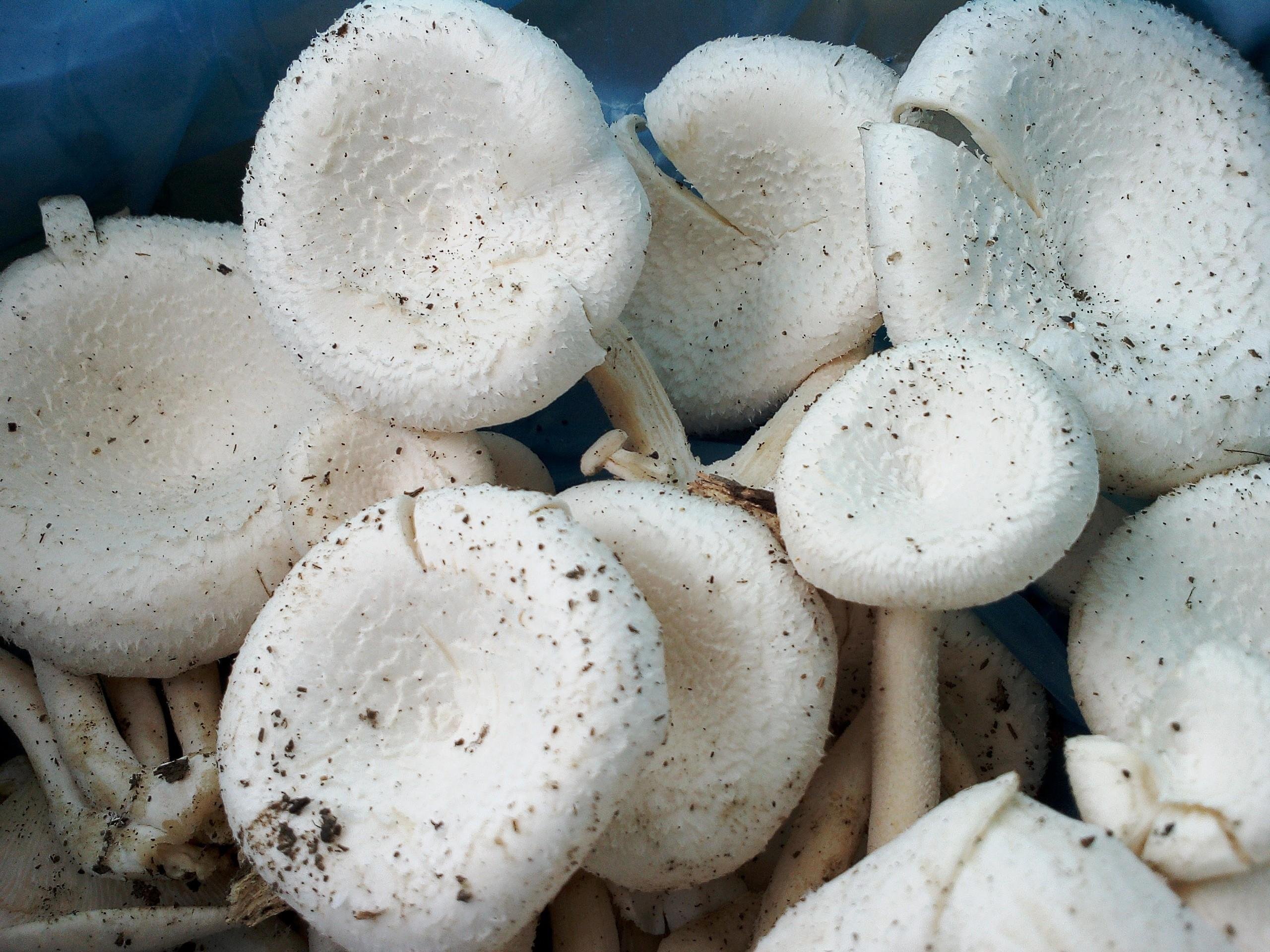 Beautiful white mushrooms — Steemkr