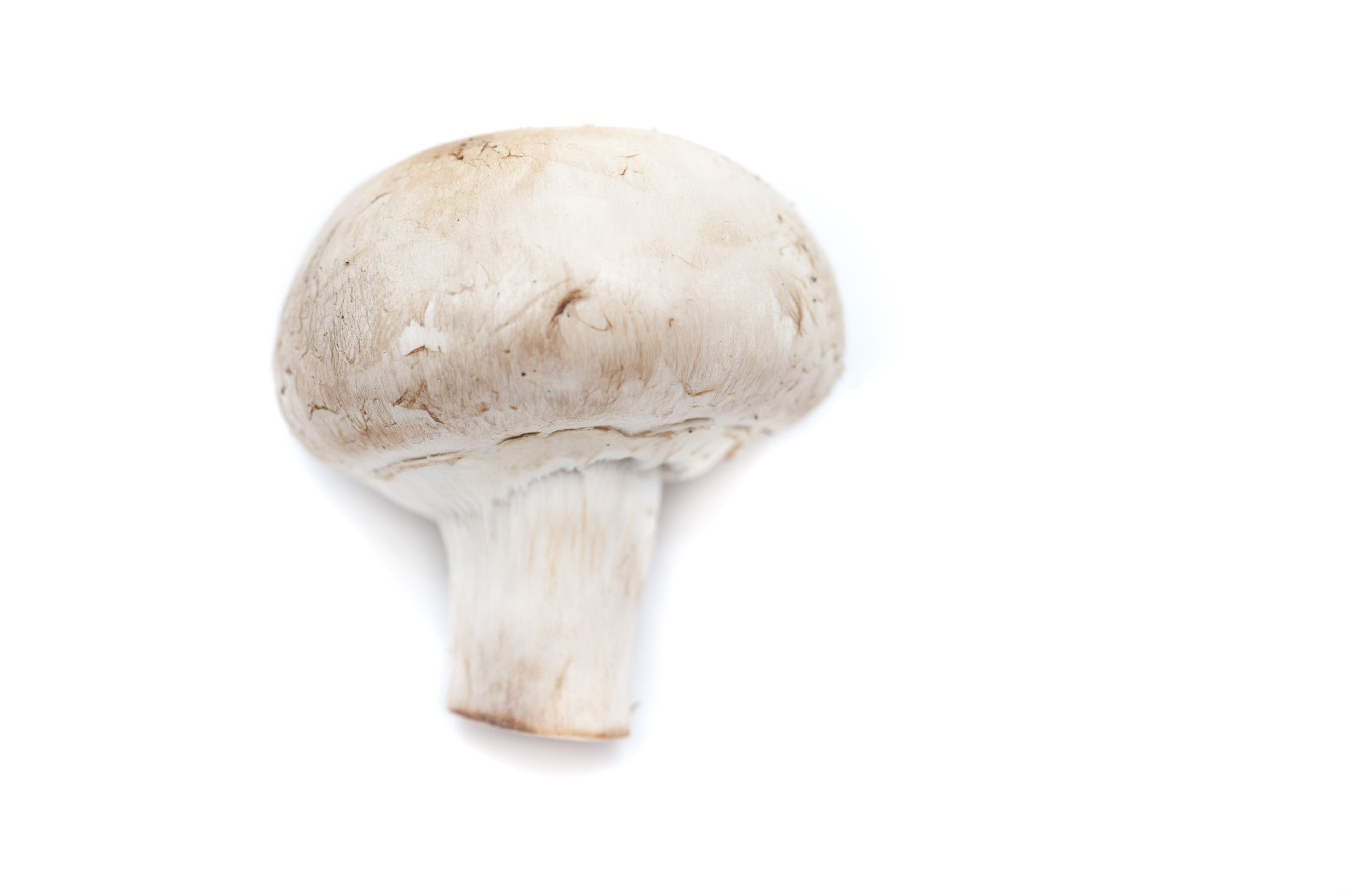 Image of Fresh White Mushroom on White Background | Freebie.Photography