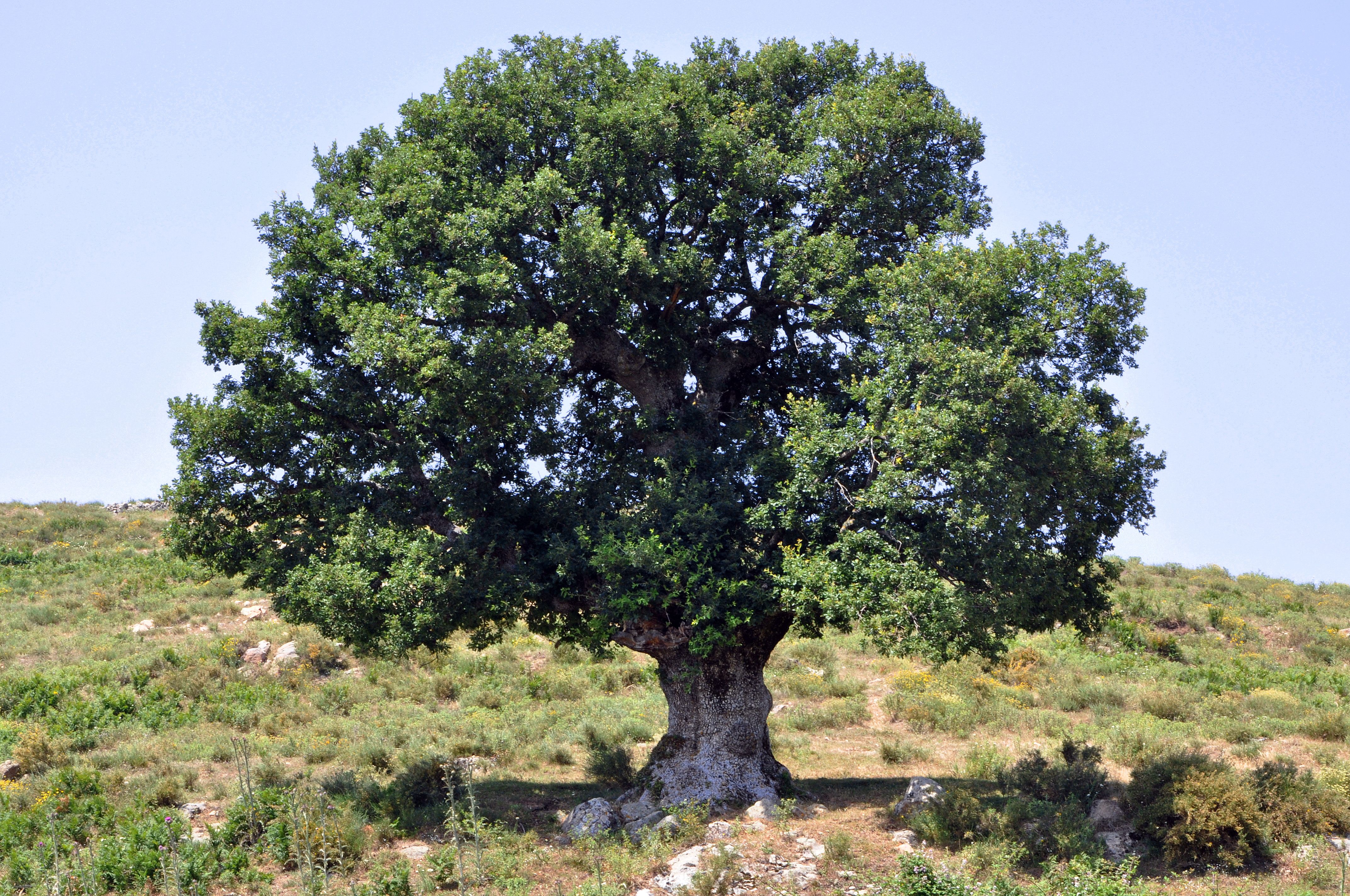 Oak- most common tree in Ancient Greece, sacred to Zeus. An oak tree ...