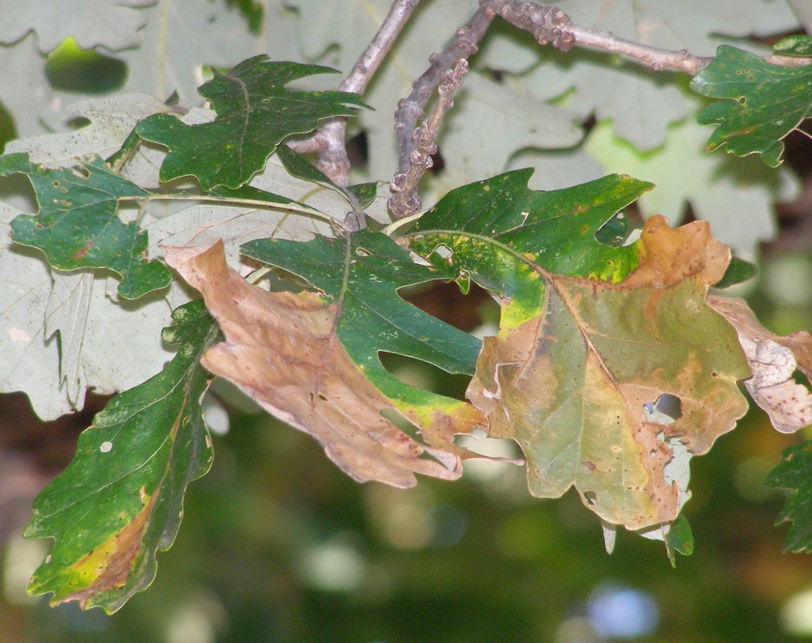 A bad year for bur oak blight : Yard and Garden News : UMN Extension