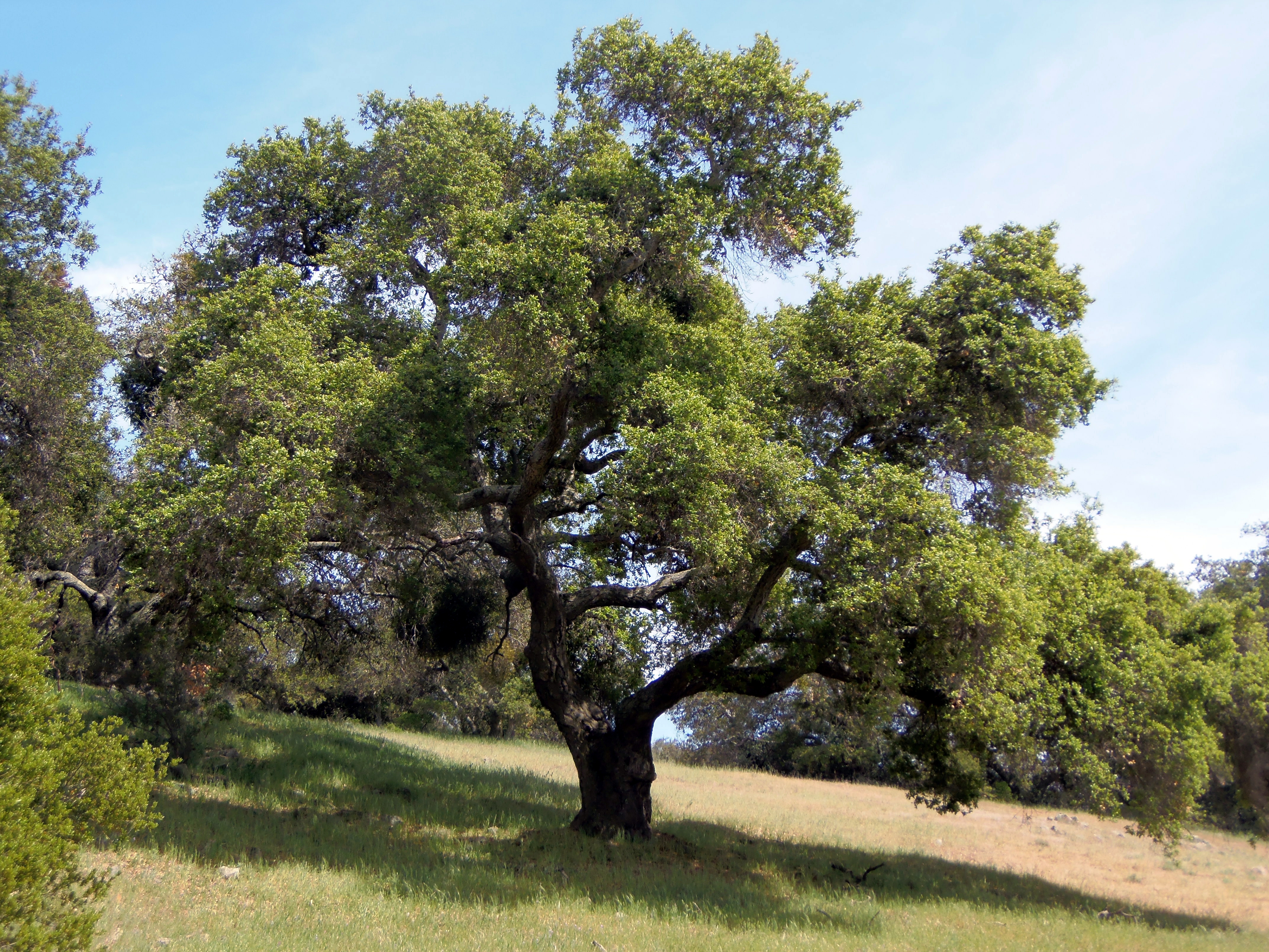 Quercus agrifolia, Oak Flat, San Mateo Cyn. Wilderness Coast Live ...