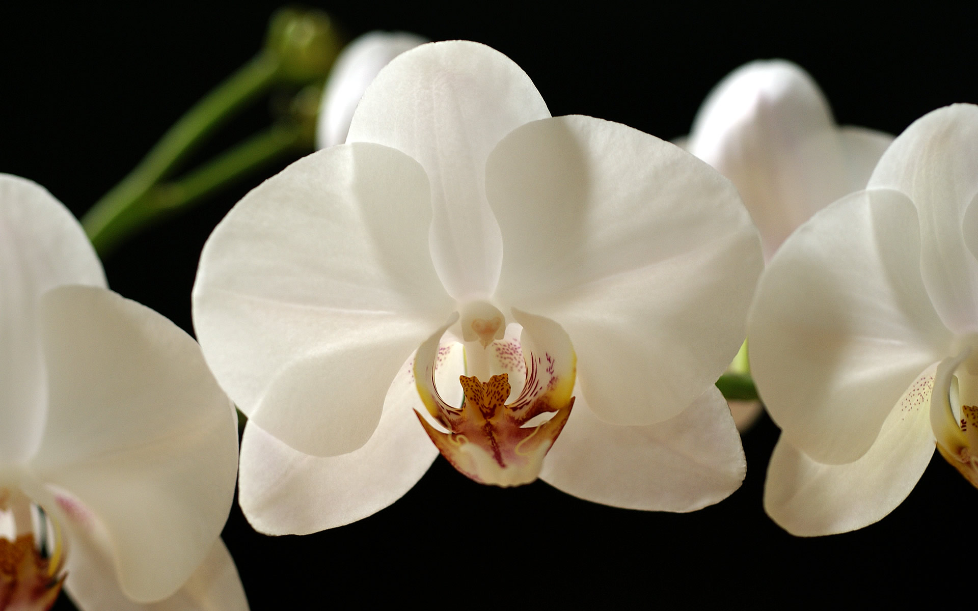 gaeroladid: White Orchid Painting Images