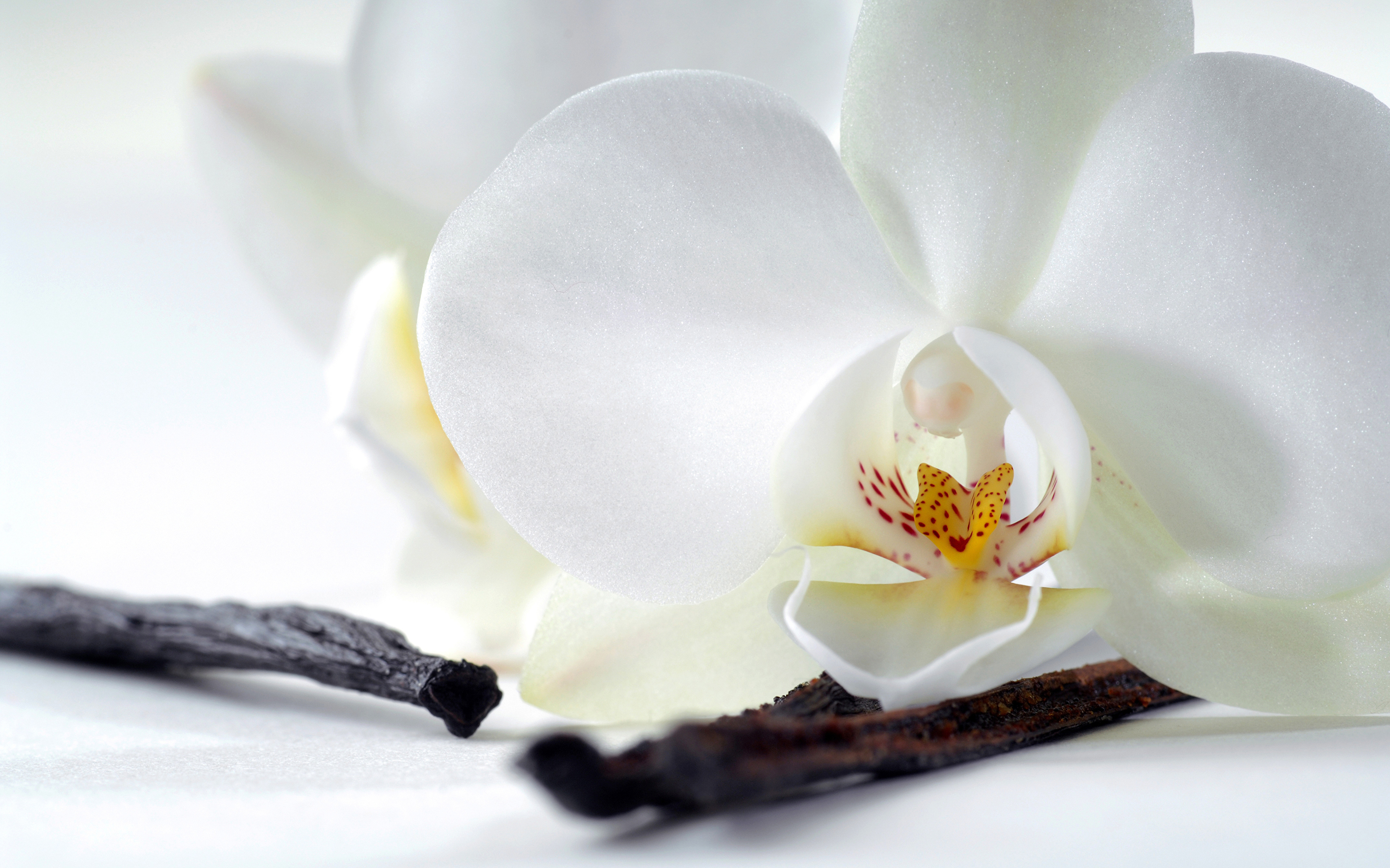 Images White Orchid Flowers Closeup 3840x2400