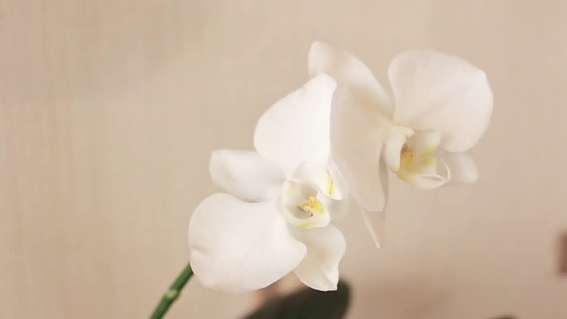 White Orchid closeup Stock Video Footage - VideoBlocks