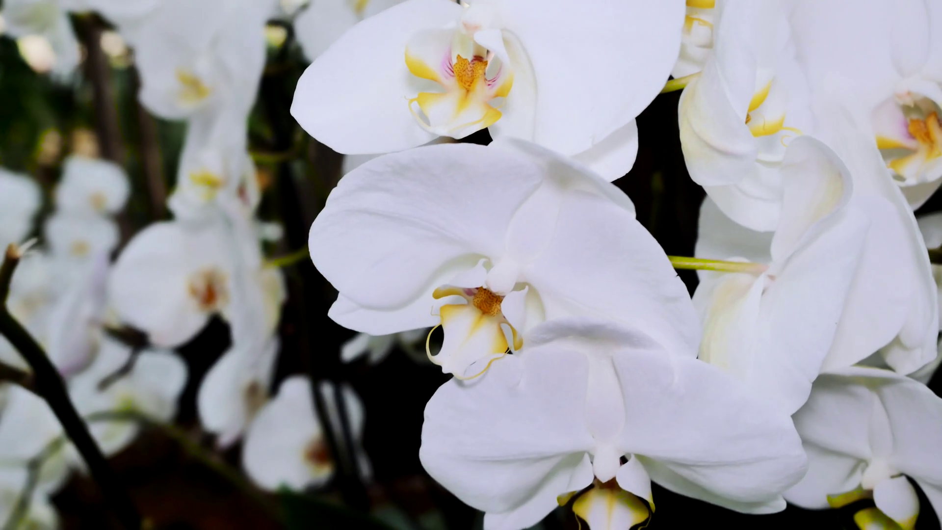 A bush of a white orchid close-up. The camera moves back on the ...