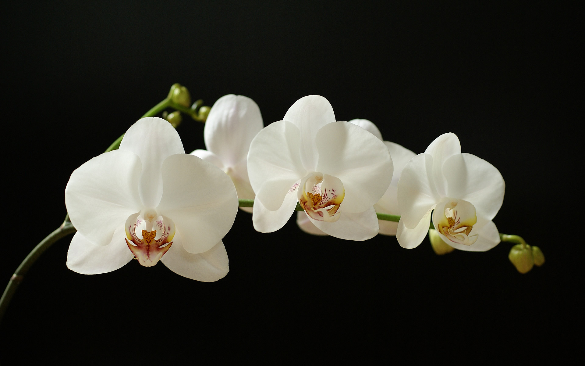 gaeroladid: White Orchids Images