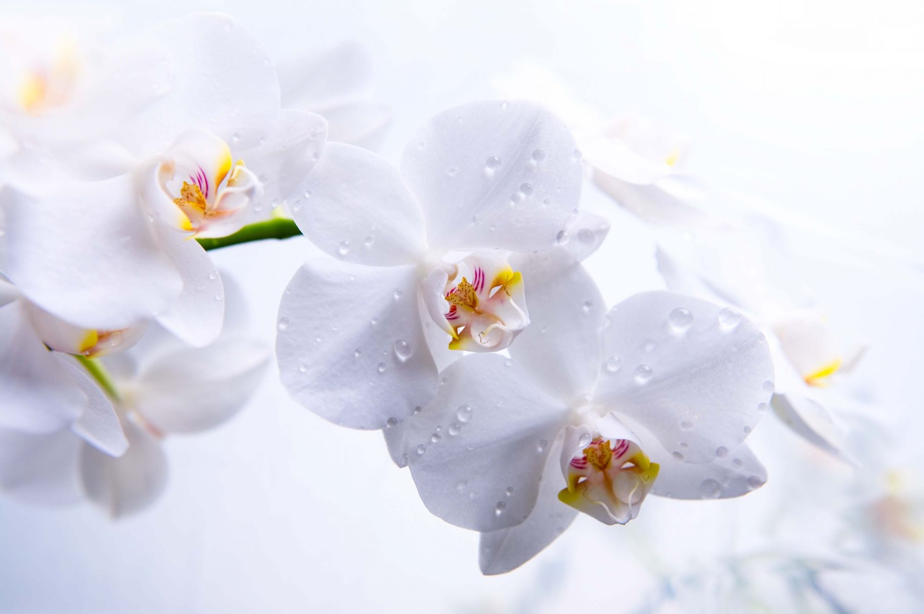 White Orchid Flower | HD Flowers Wallpapers for Mobile and Desktop