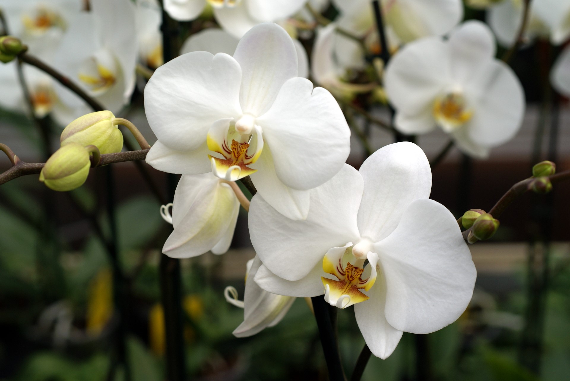 Wedding Flowers: White Orchid Wallpapers