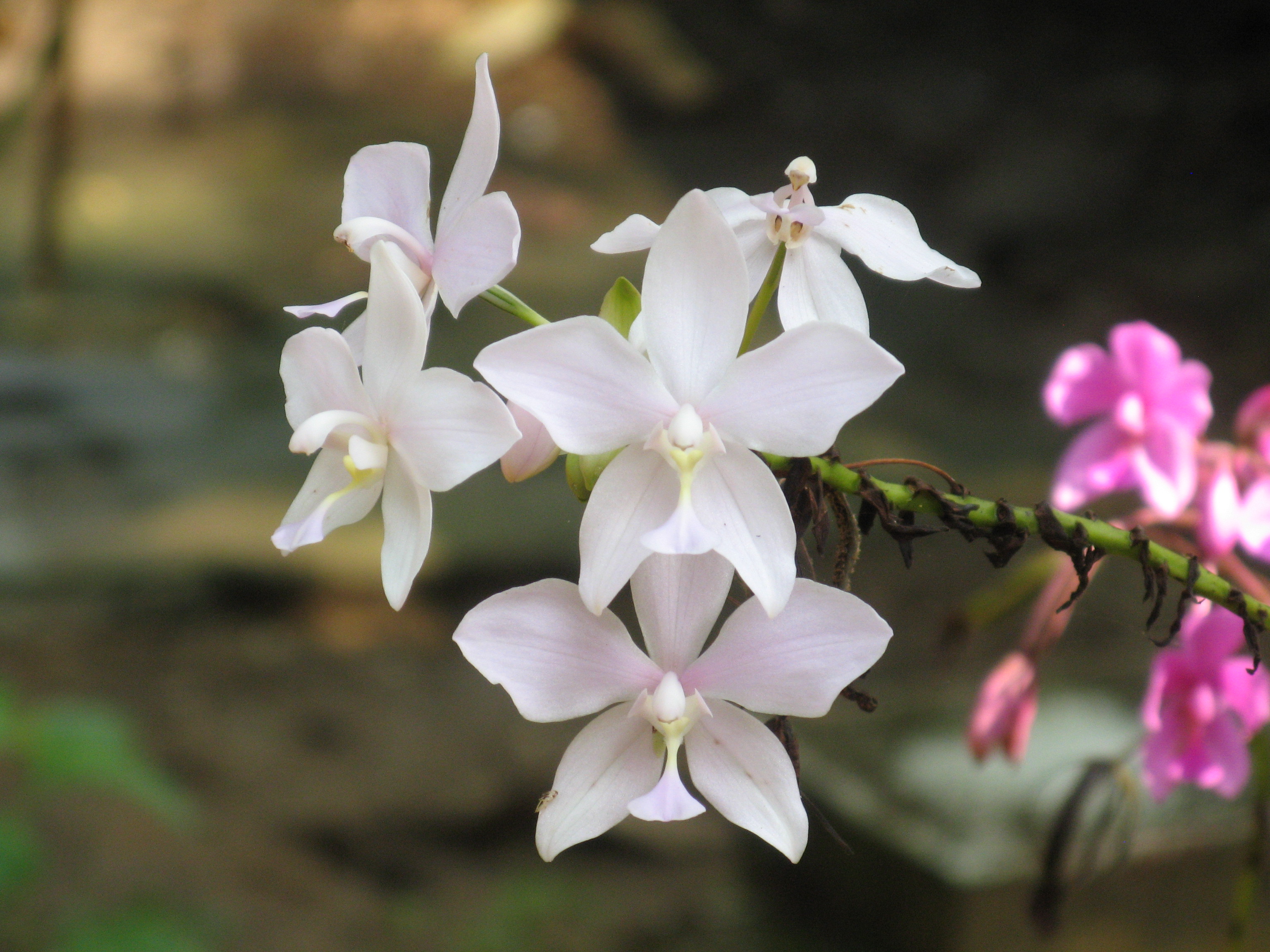 File:White Orchid Flowers.jpg - Wikimedia Commons