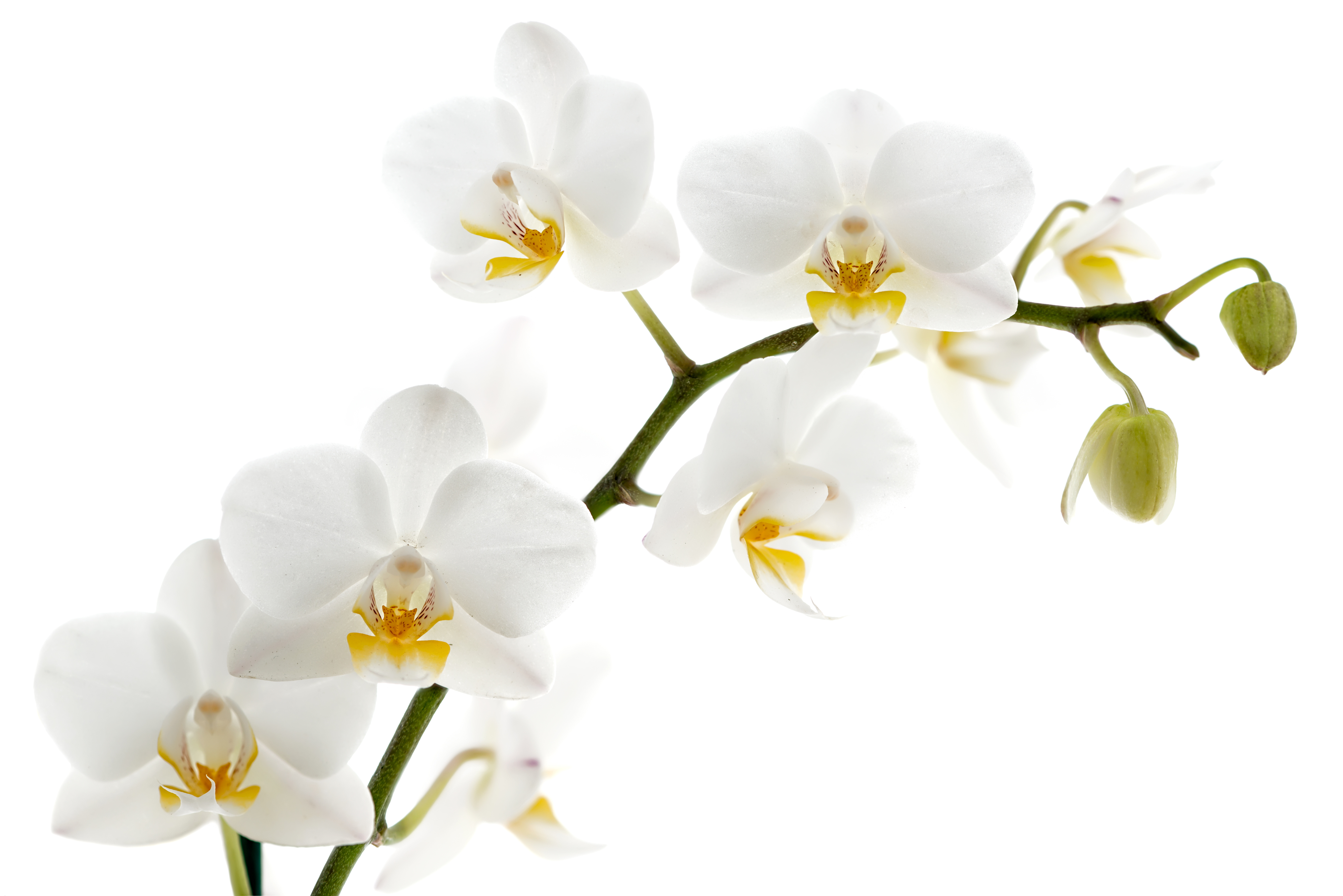 Free photo: White Orchids - Bloom, Flower, Nature - Free ...