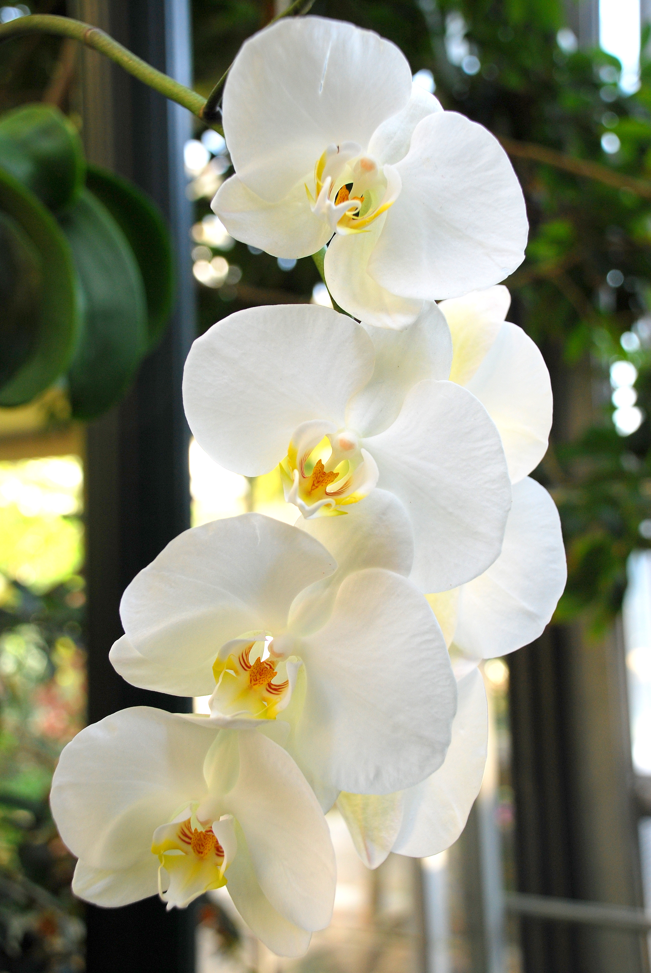 File:White Orchids.JPG - Wikimedia Commons