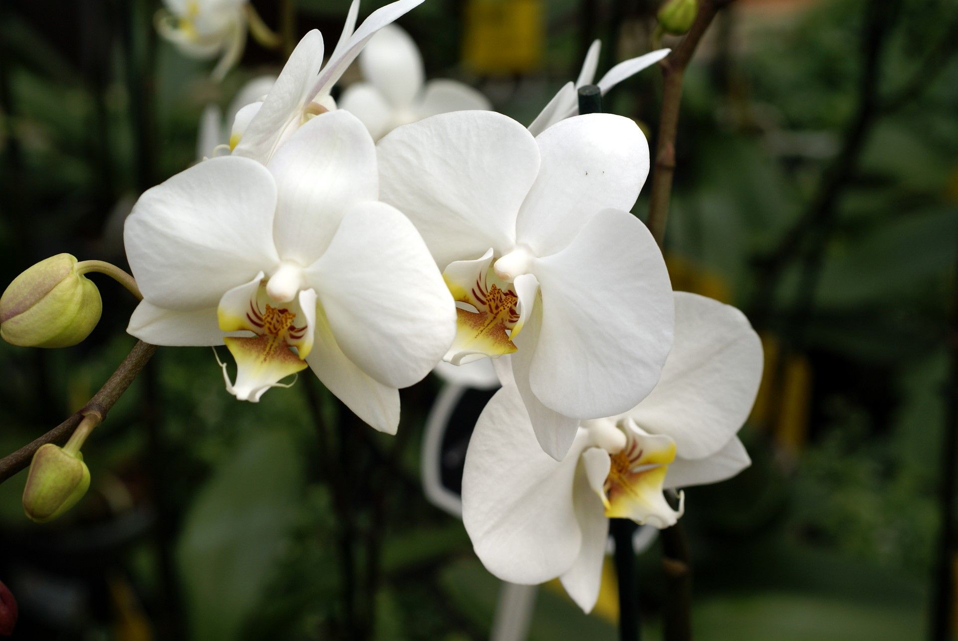 White Orchids 4 