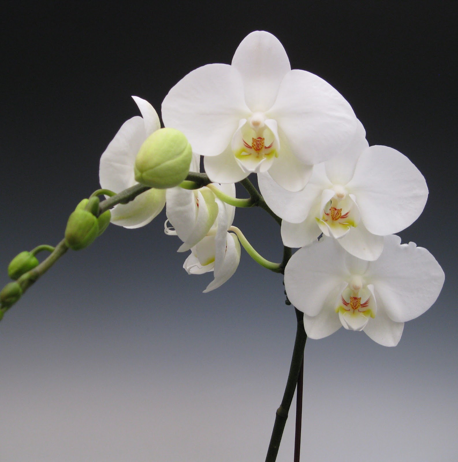 Orchid Plants - White Phalaenopsis | Orchidaceous! Orchid Blog