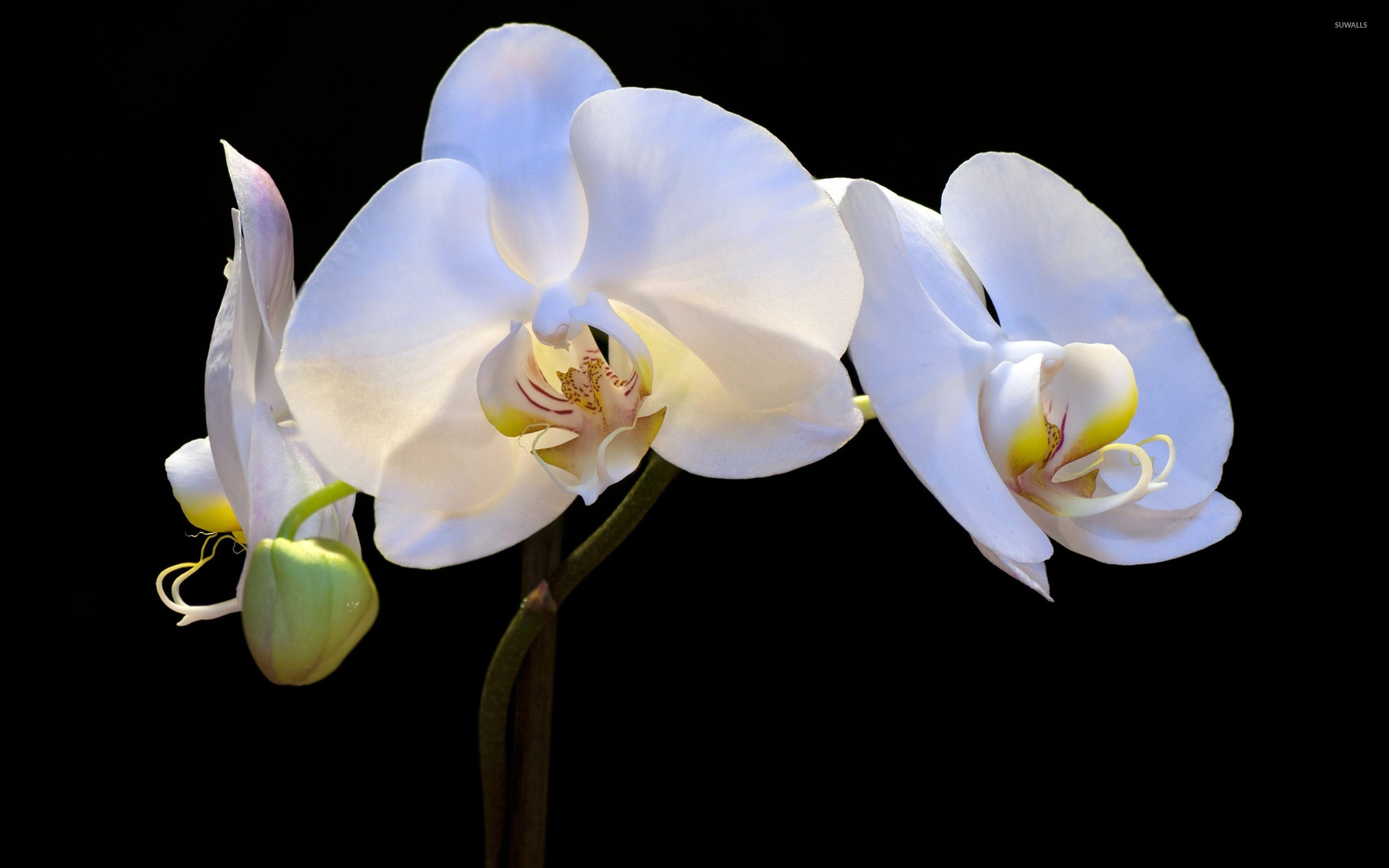White orchids wallpaper - Flower wallpapers - #8056