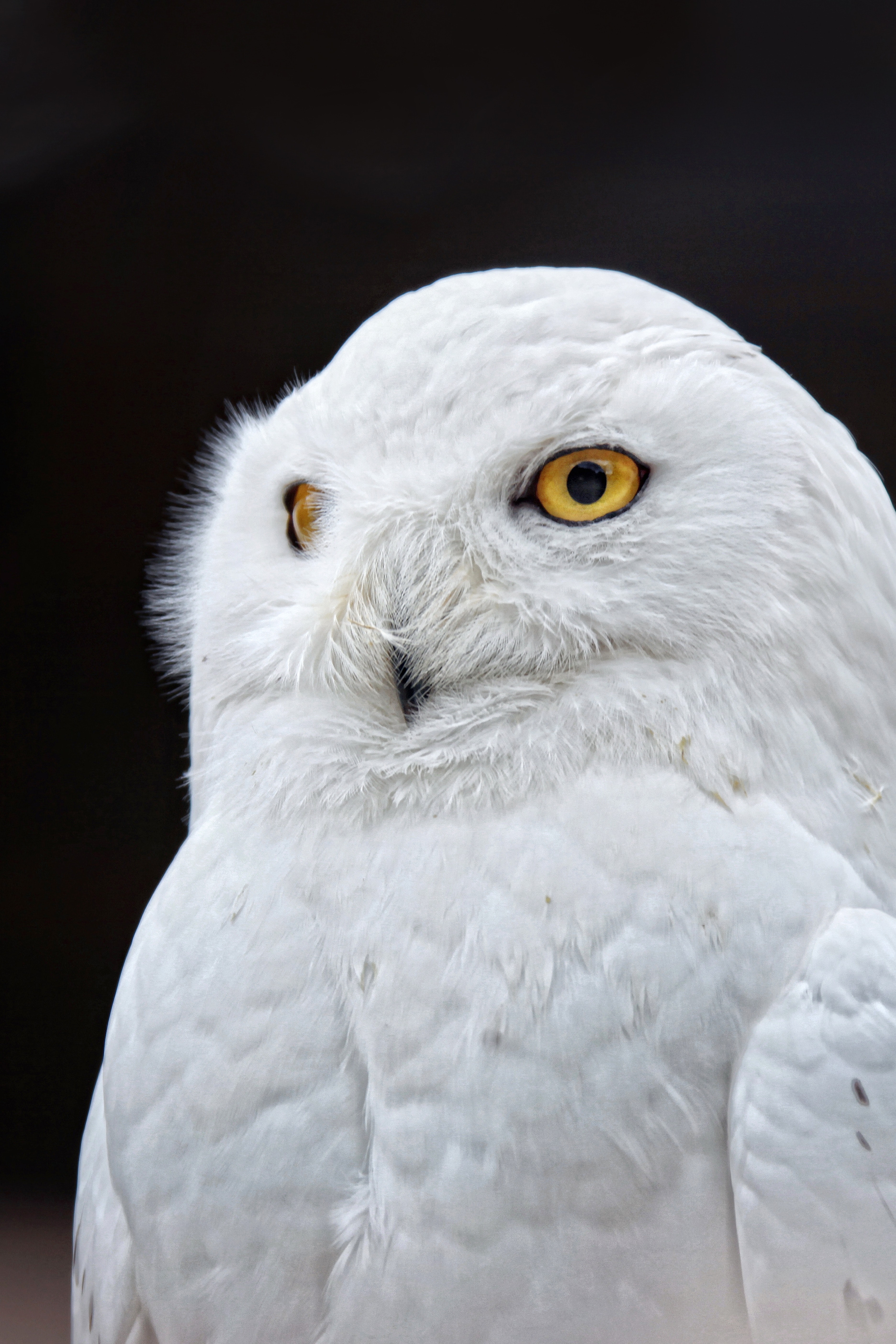 White Owl · Free Stock Photo