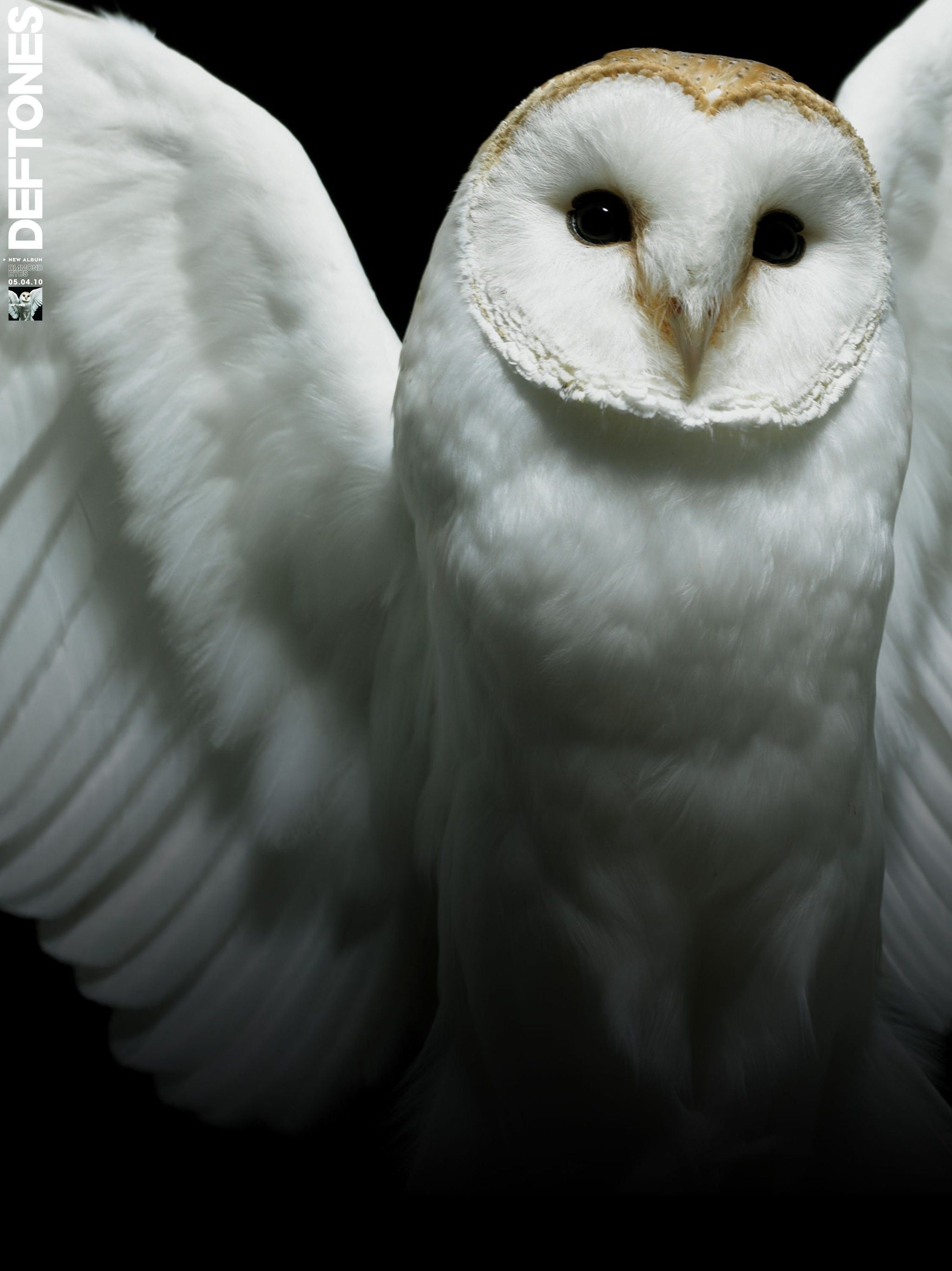 White-Owl-Wallpapers-Gallery-(70-Plus)-PIC-WPW405486 - juegosrev.com