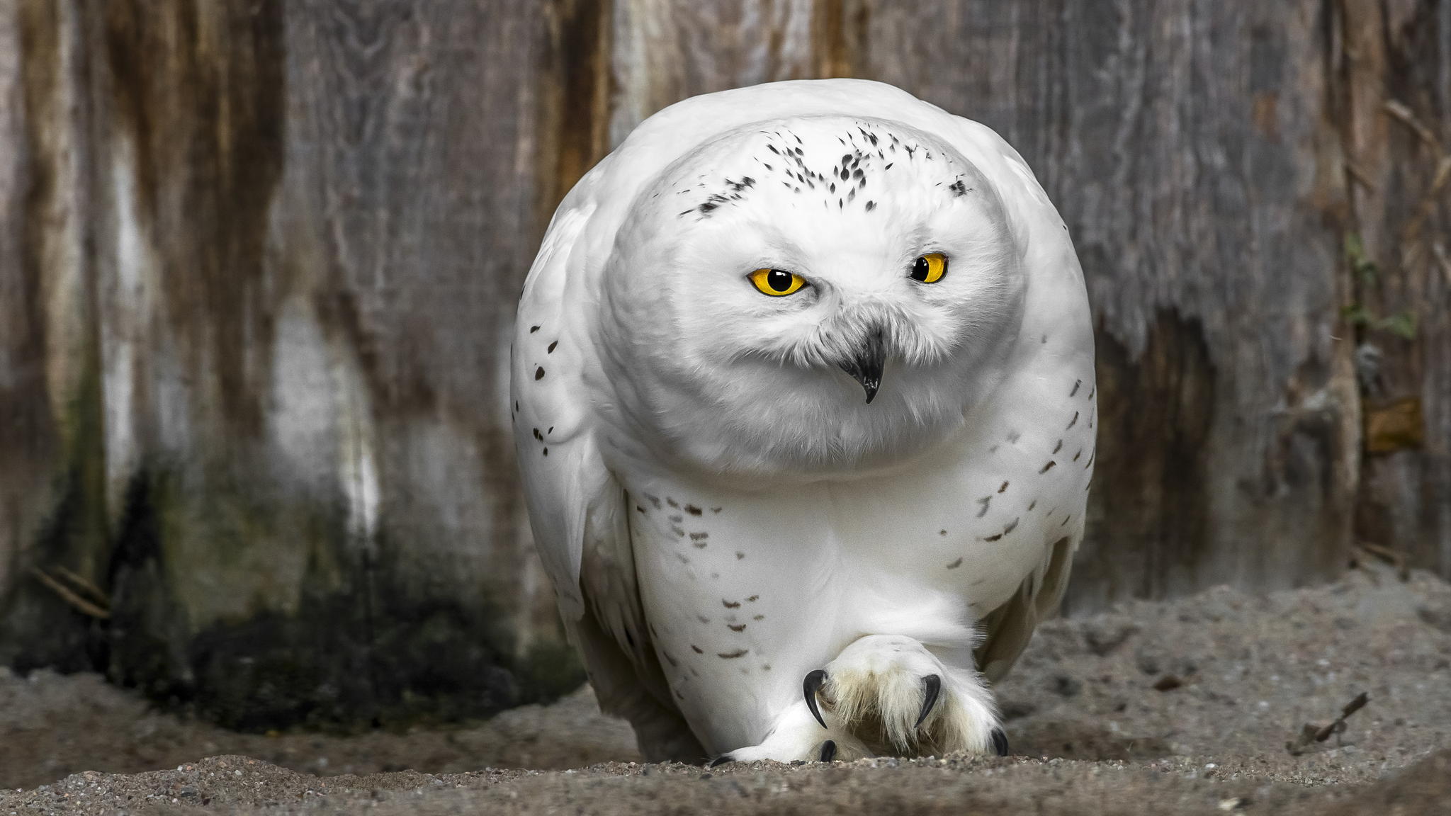 White owl / 2048 x 1152 / Animals / Photography | MIRIADNA.COM