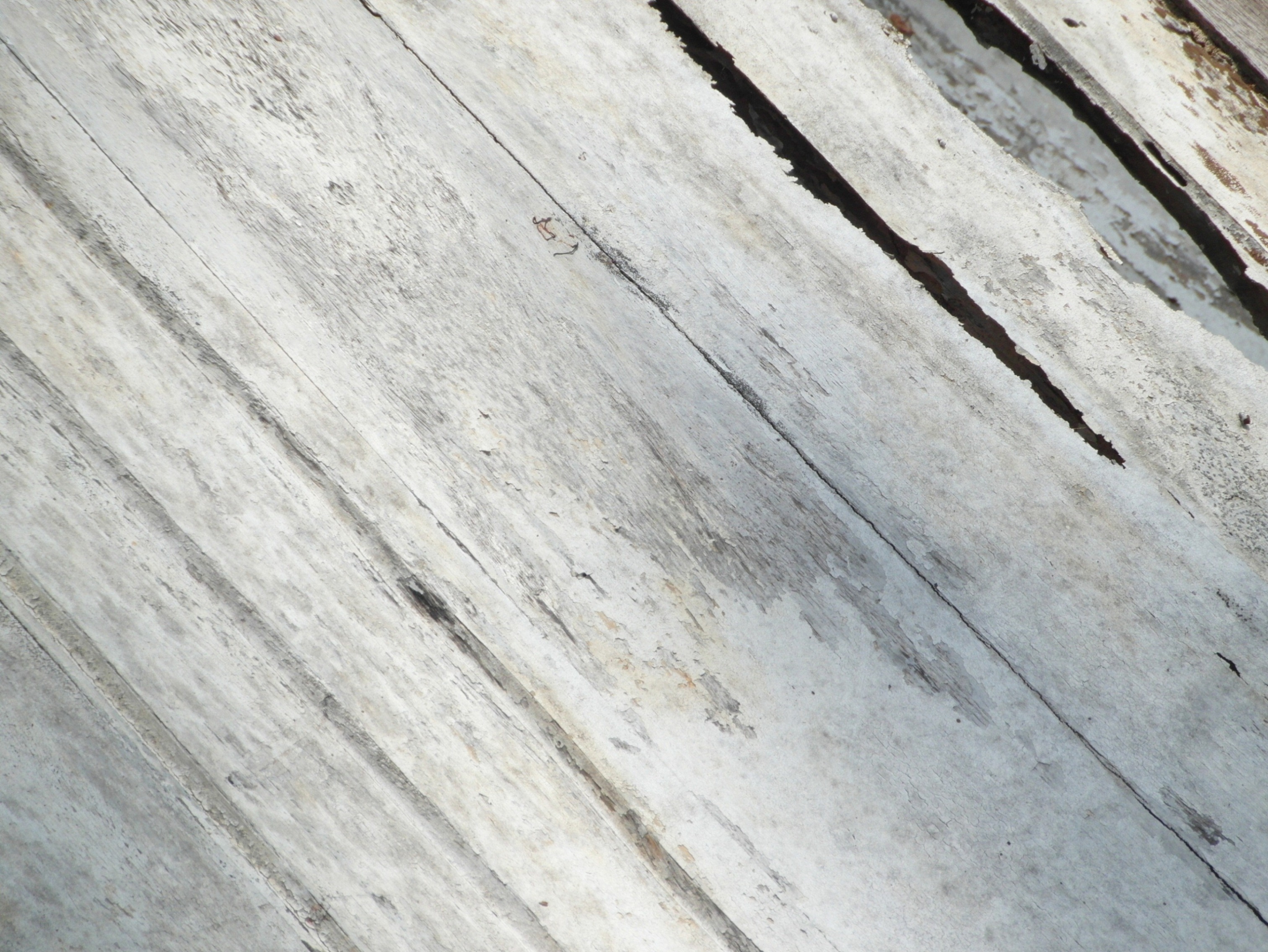 White painted wood texture photo
