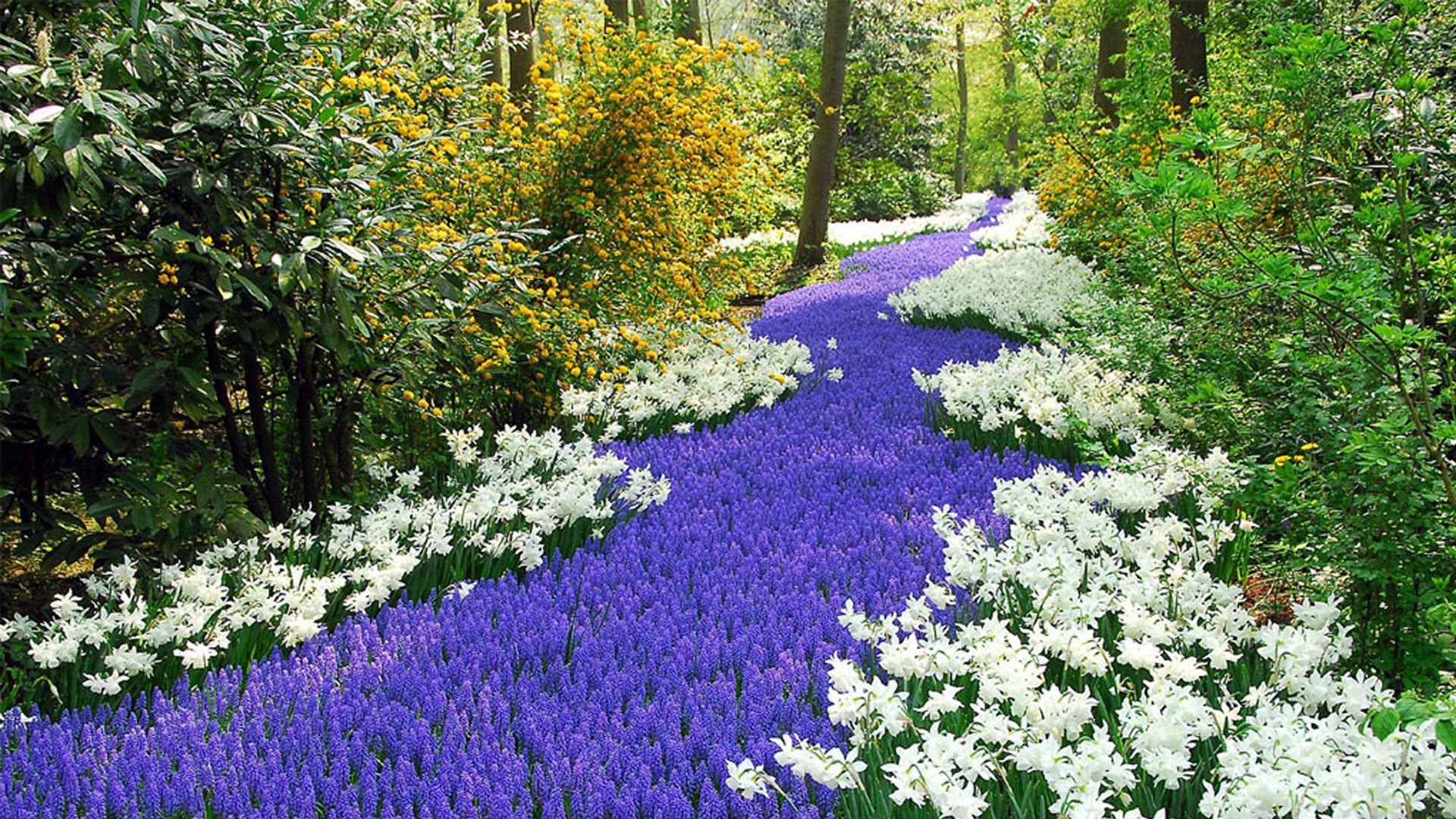 Beautiful Flower Park Ashikaga | HD Wallpapers | Pinterest | Park ...