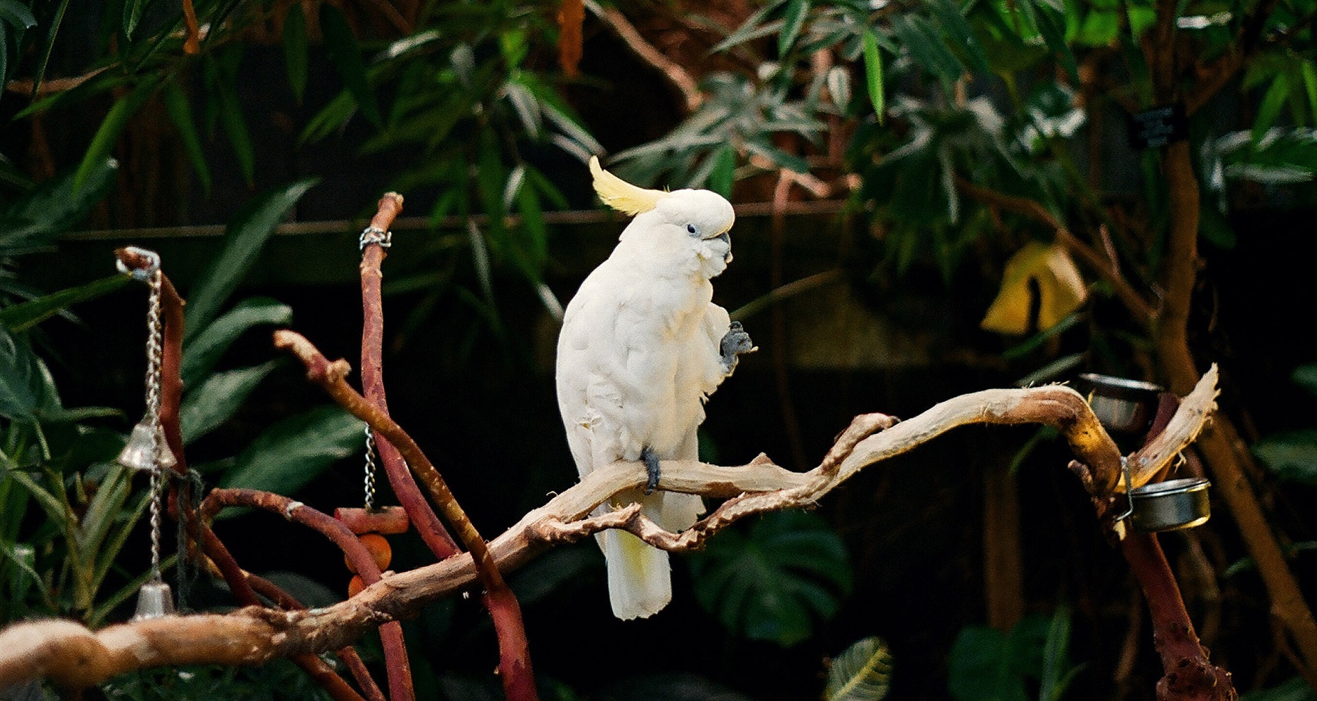 White parrot in the zoo photo