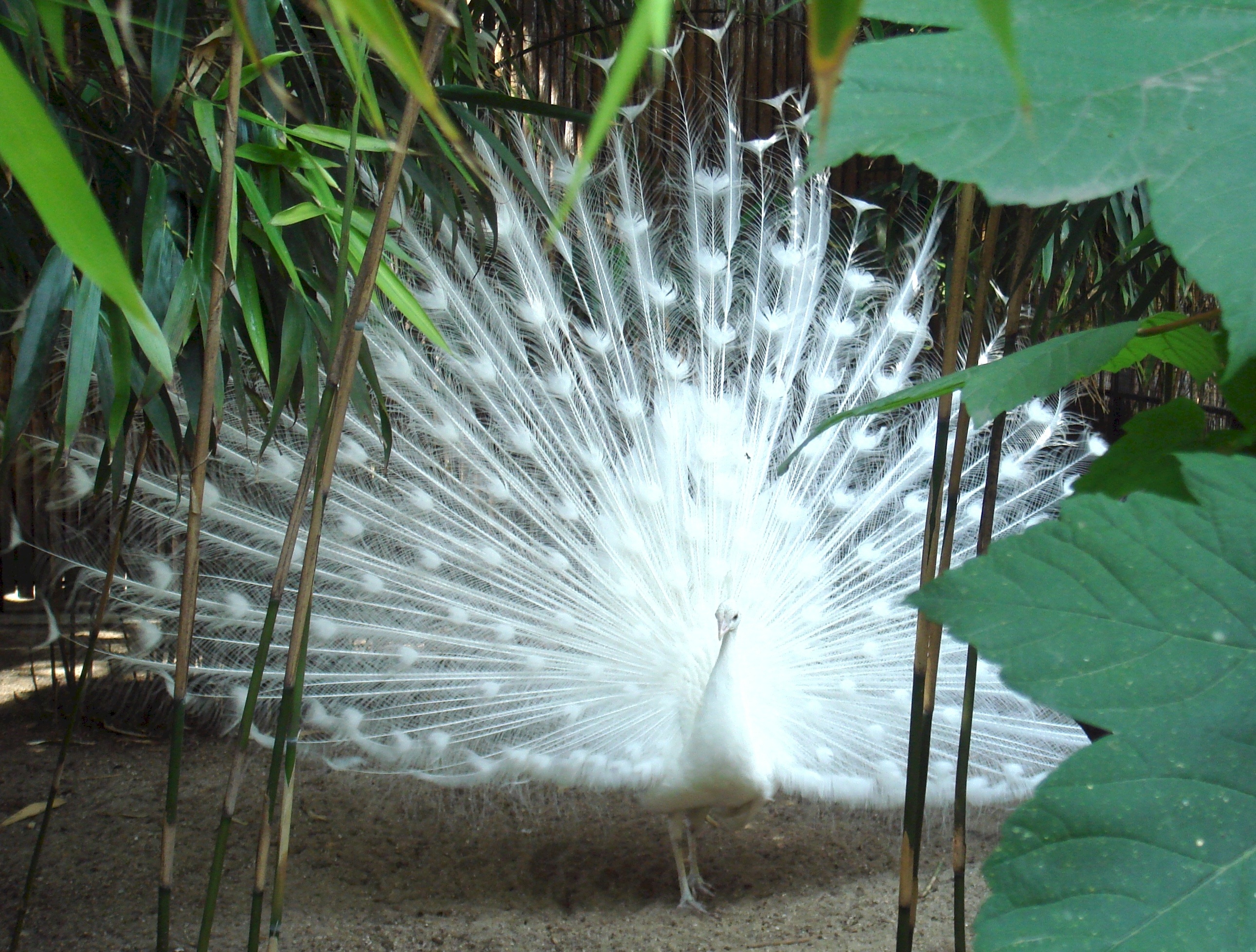 White peacock photo