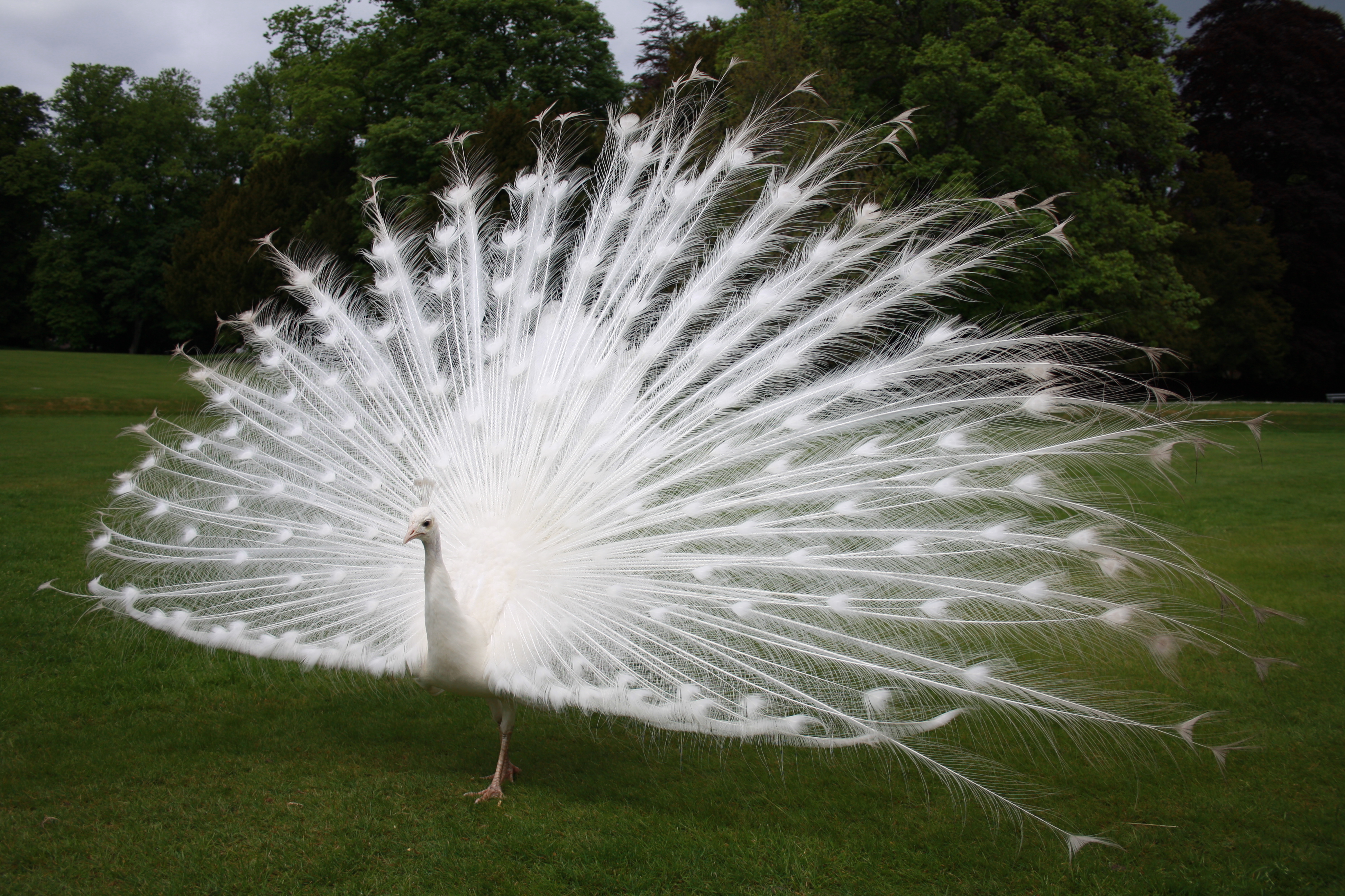 File:White peacock scone palace.JPG - Wikimedia Commons