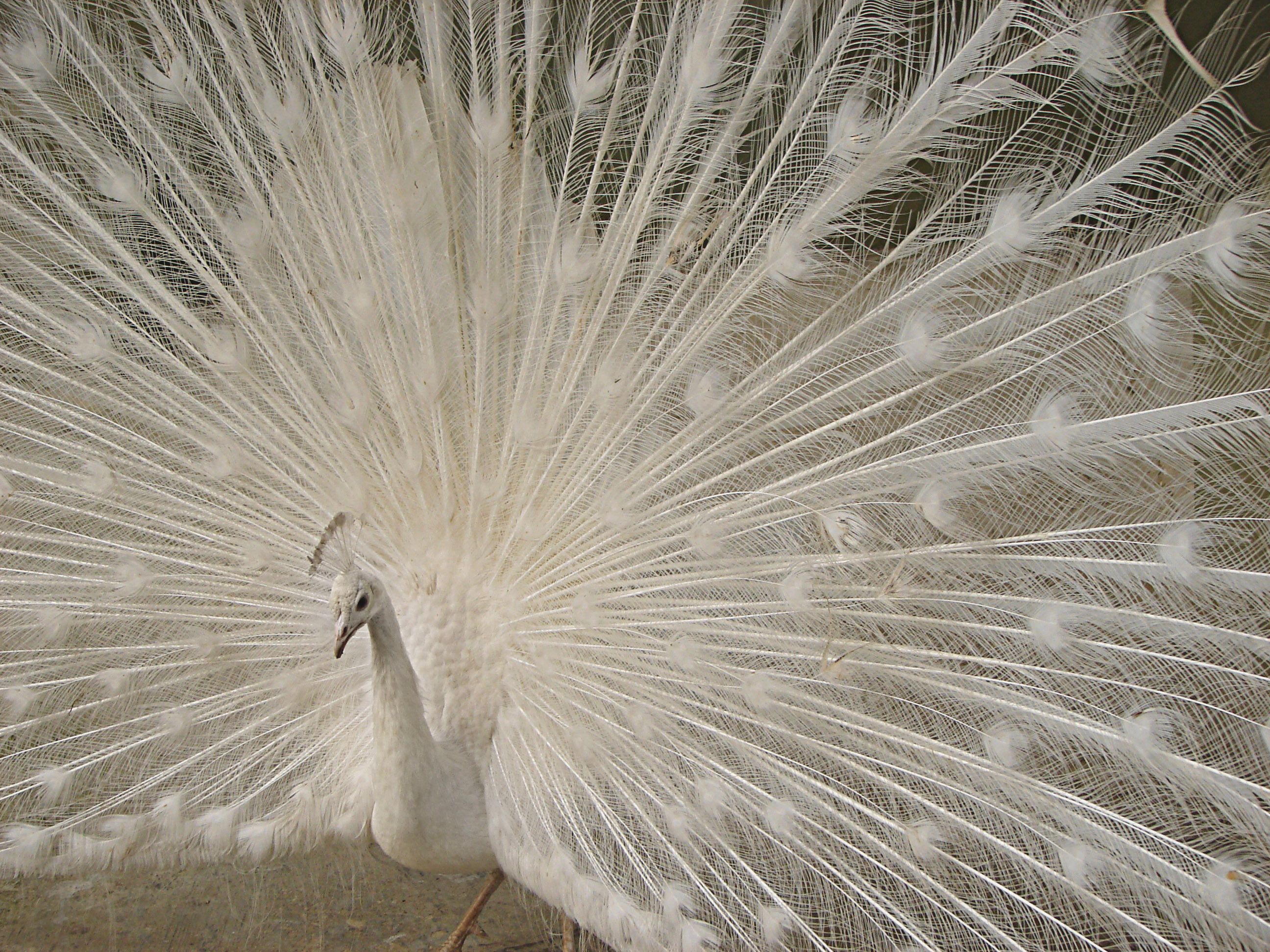 File:Peacock 00782.jpg - Wikimedia Commons | *